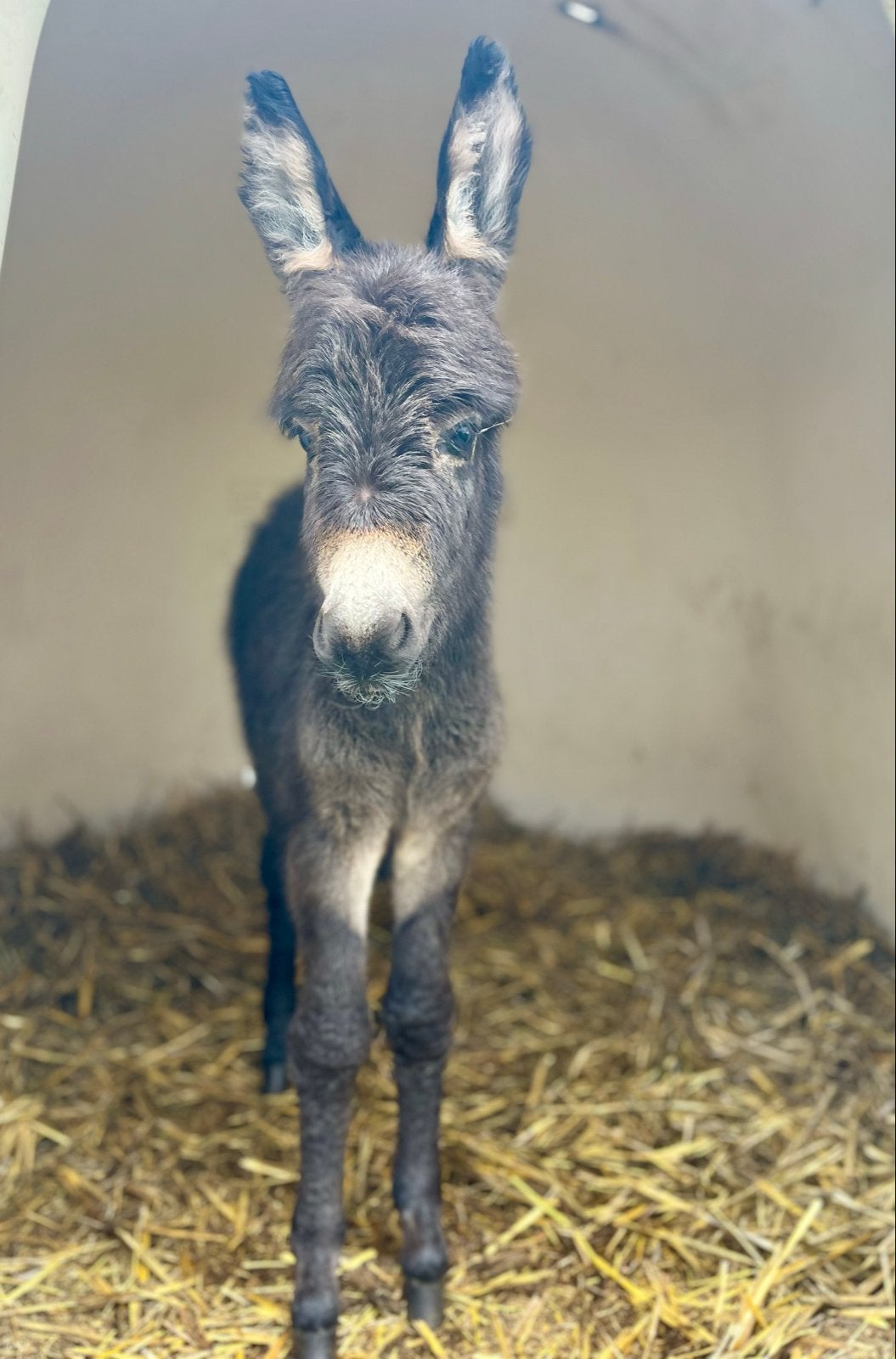 Ezel hengst veulen, Dieren en Toebehoren, Juni, Mannelijk