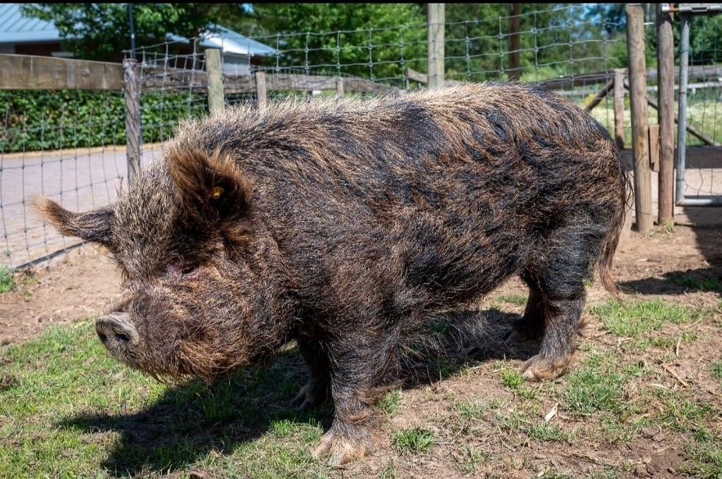 Kune Kune dekbeer te huur, Dieren en Toebehoren, Mannelijk, Varken, 6 jaar of ouder