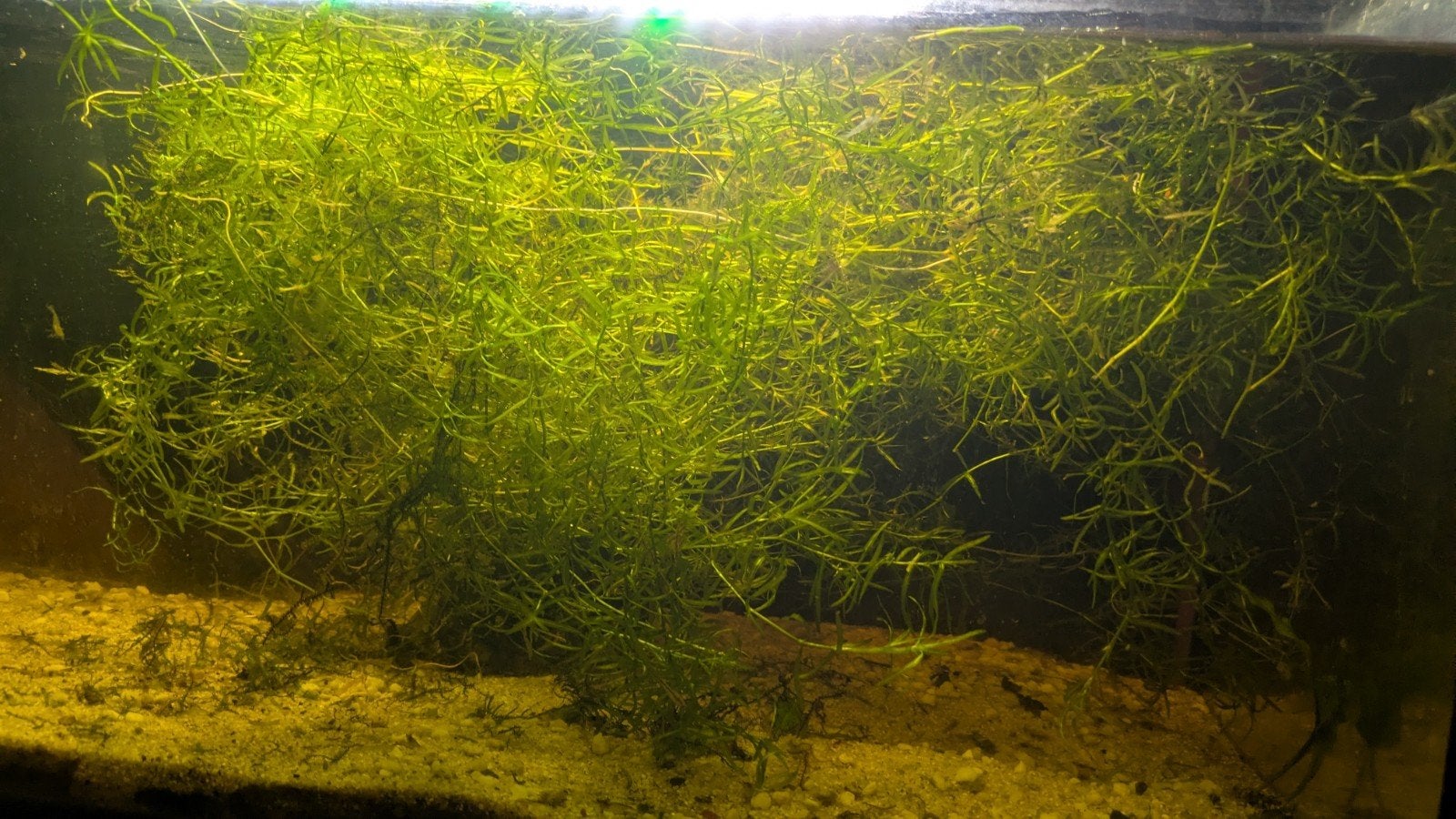 Najas guadalupensis "guppy gras", Dieren en Toebehoren, Ophalen, Plant(en), Steen of Hout