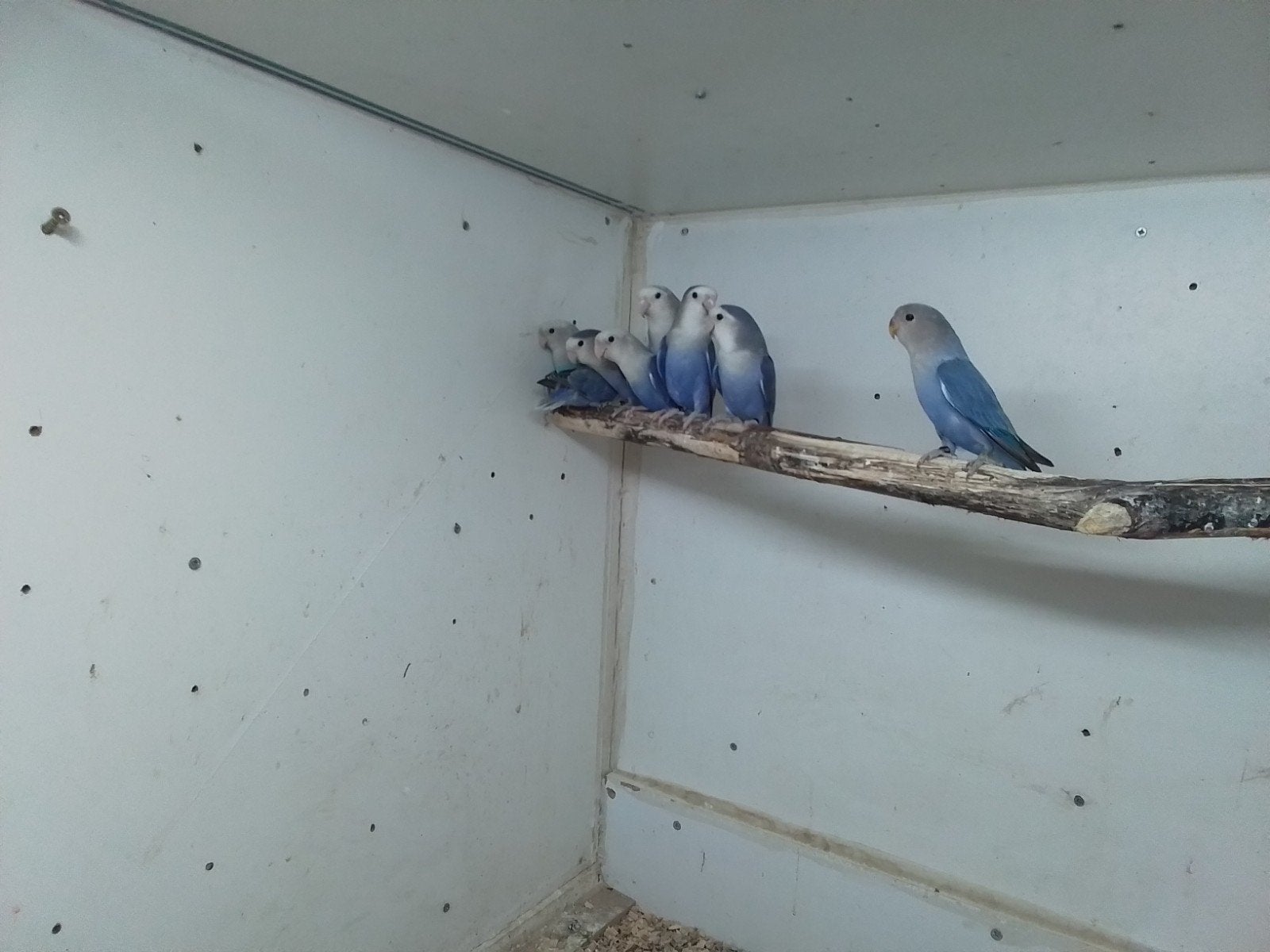 8 agapornis colly, Dwergpapegaai of Agapornis