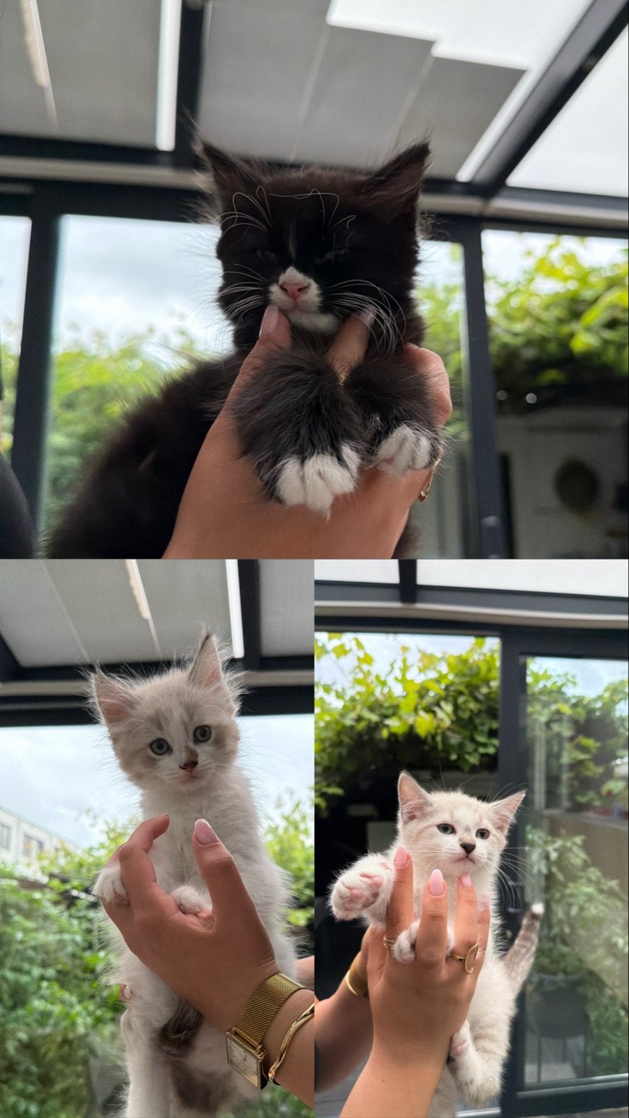 Kittens