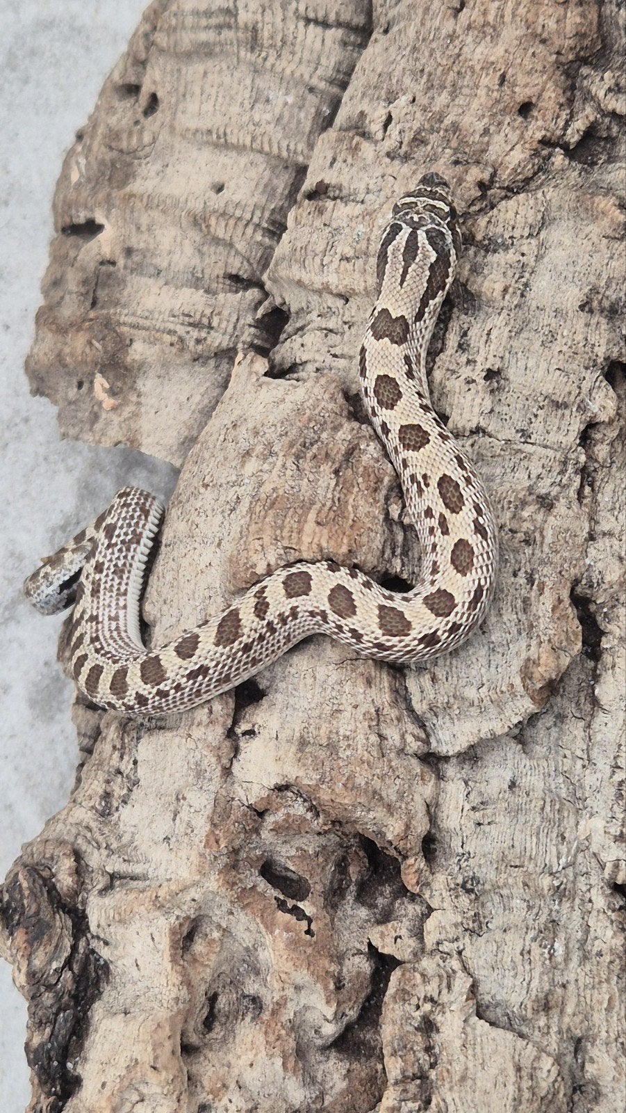 Haakneusslang het toffee Hognose Snake - female for sale from De Jong