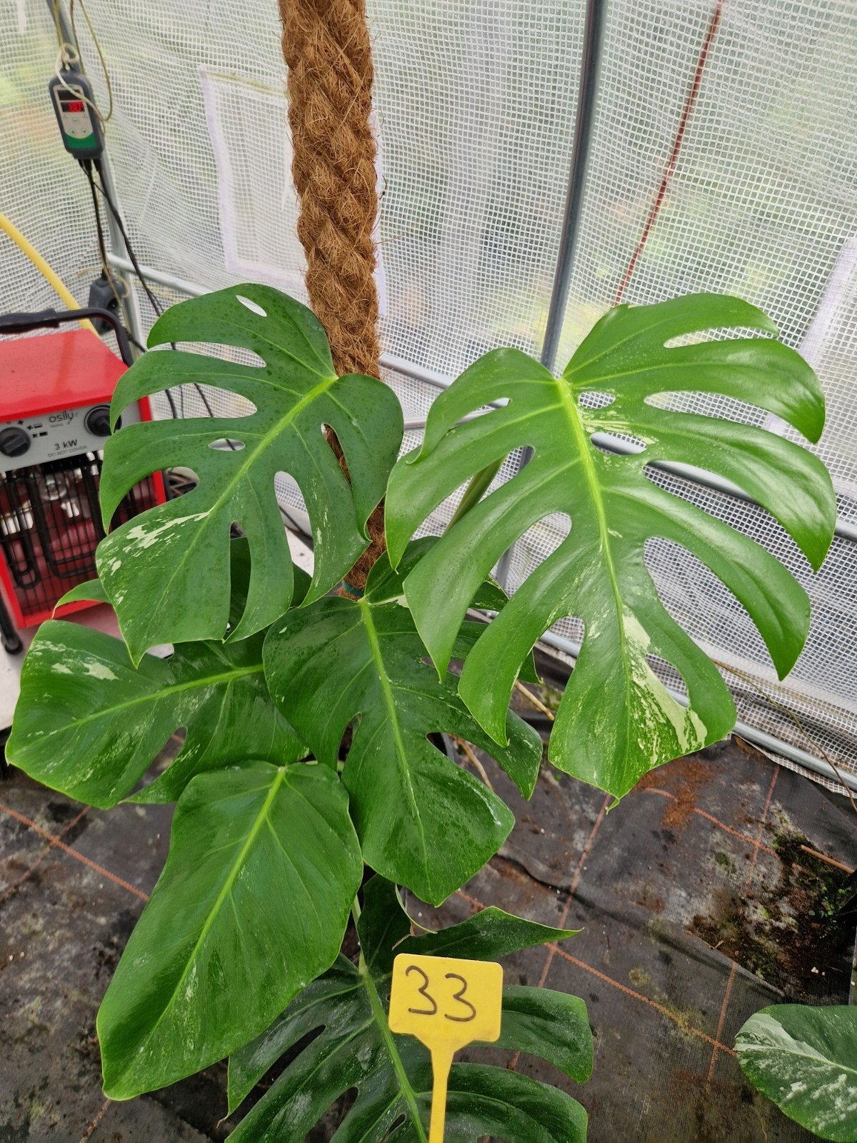 Monstera Deliciosa Albo Variegata kamerplant #33, Ophalen, Halfschaduw, Minder dan 100 cm