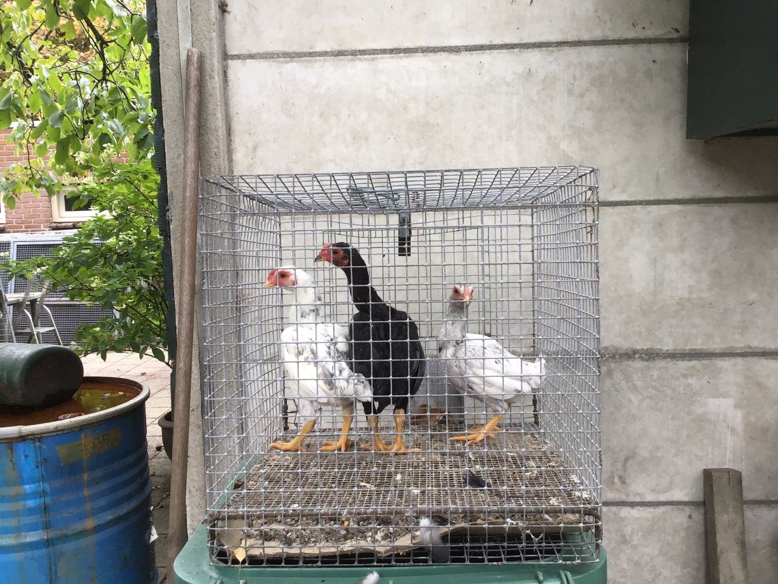 Ko shamo krielen, Dieren en Toebehoren, Pluimvee, Meerdere dieren, Kip