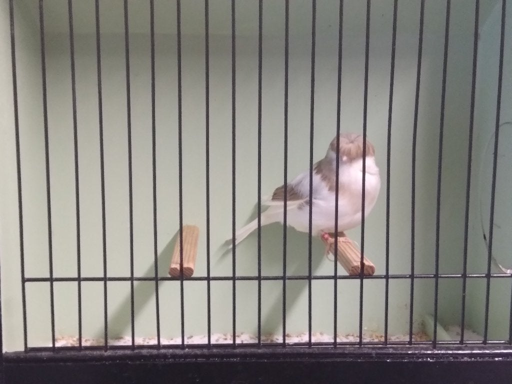 GLOSTER WITTE MAN, Dieren en Toebehoren, Mannelijk, Postuurkanarie
