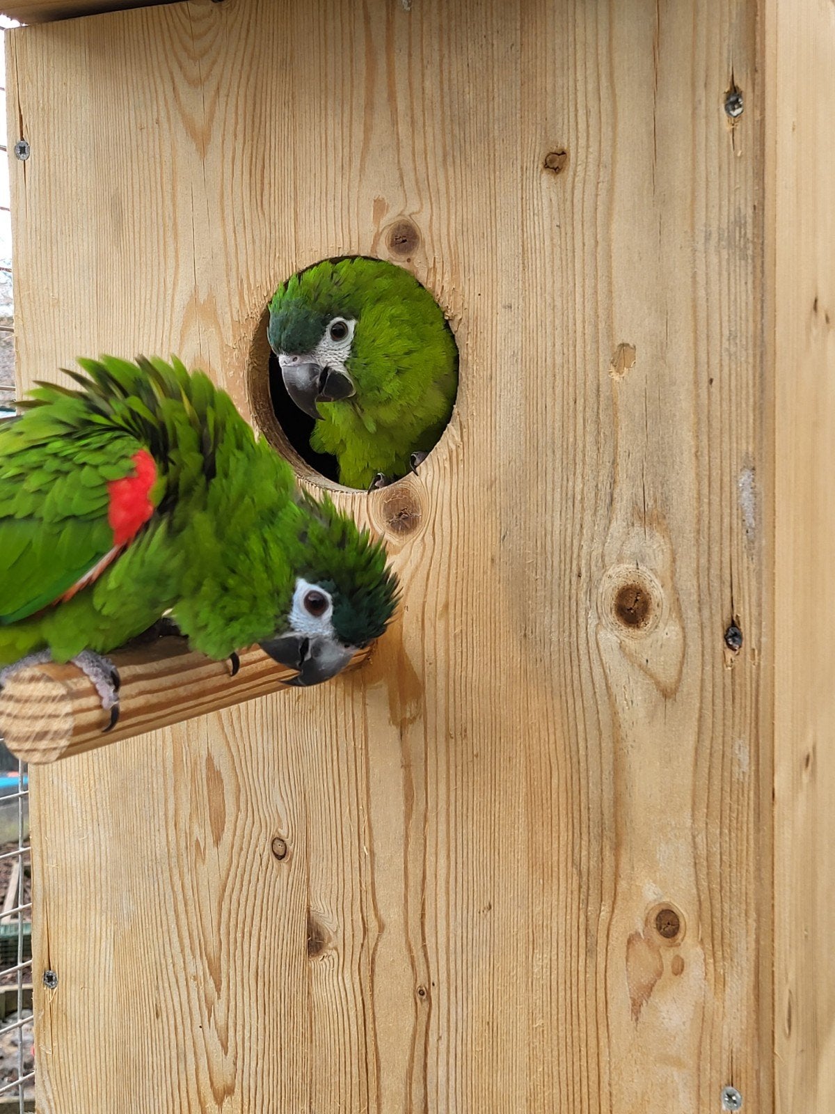 Gezocht partner Ara Nobilis!, Dieren en Toebehoren, Meerdere dieren, Papegaai, Pratend