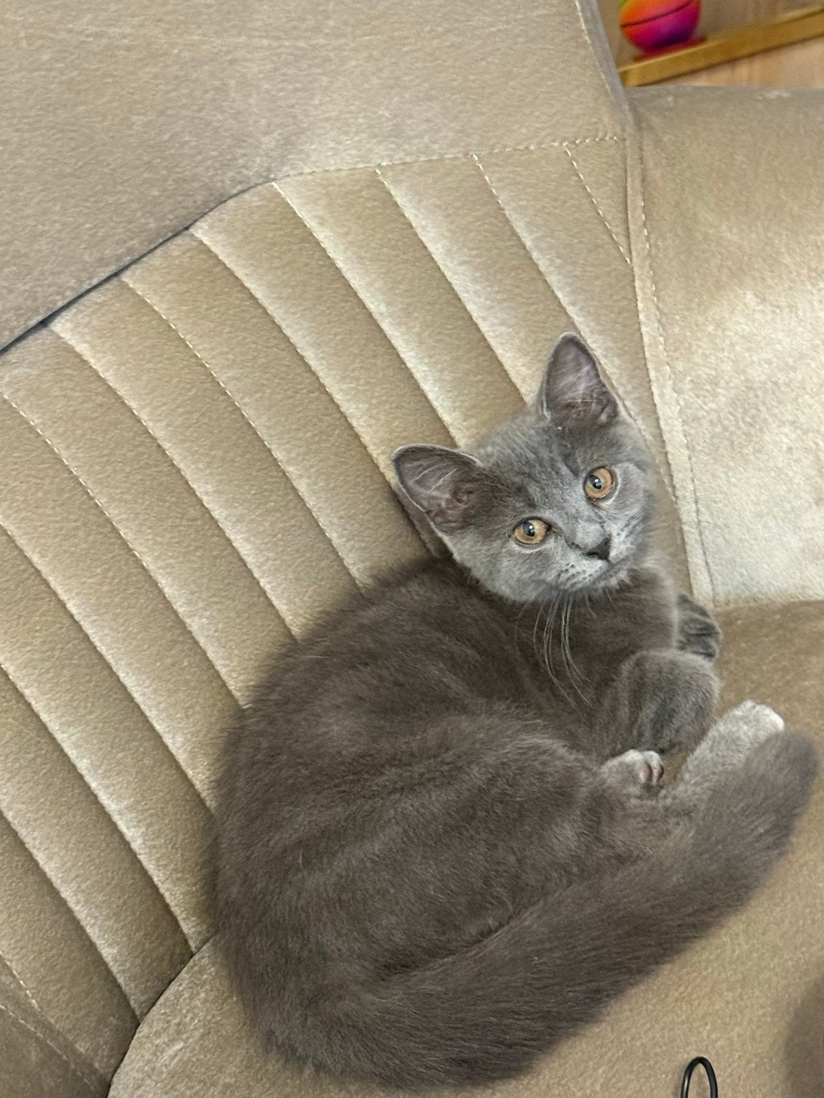 Britse kort haar, Dieren en Toebehoren, Poes, Kortharig, 0 tot 2 jaar