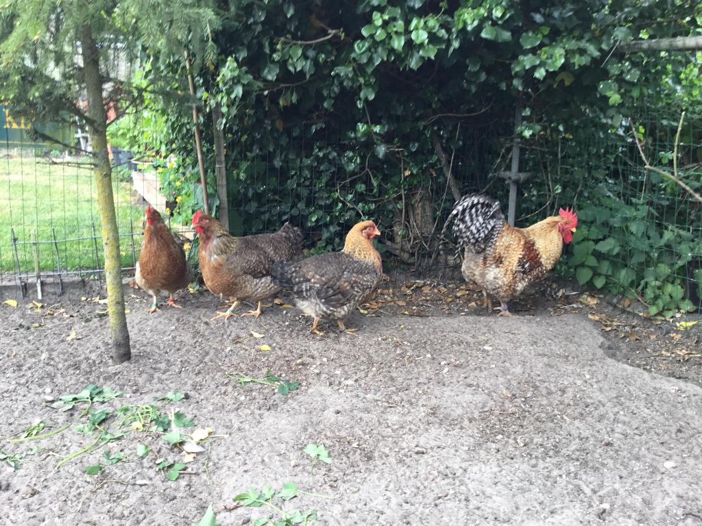 Kippen, Dieren en Toebehoren, Pluimvee, Vrouwelijk, Kip