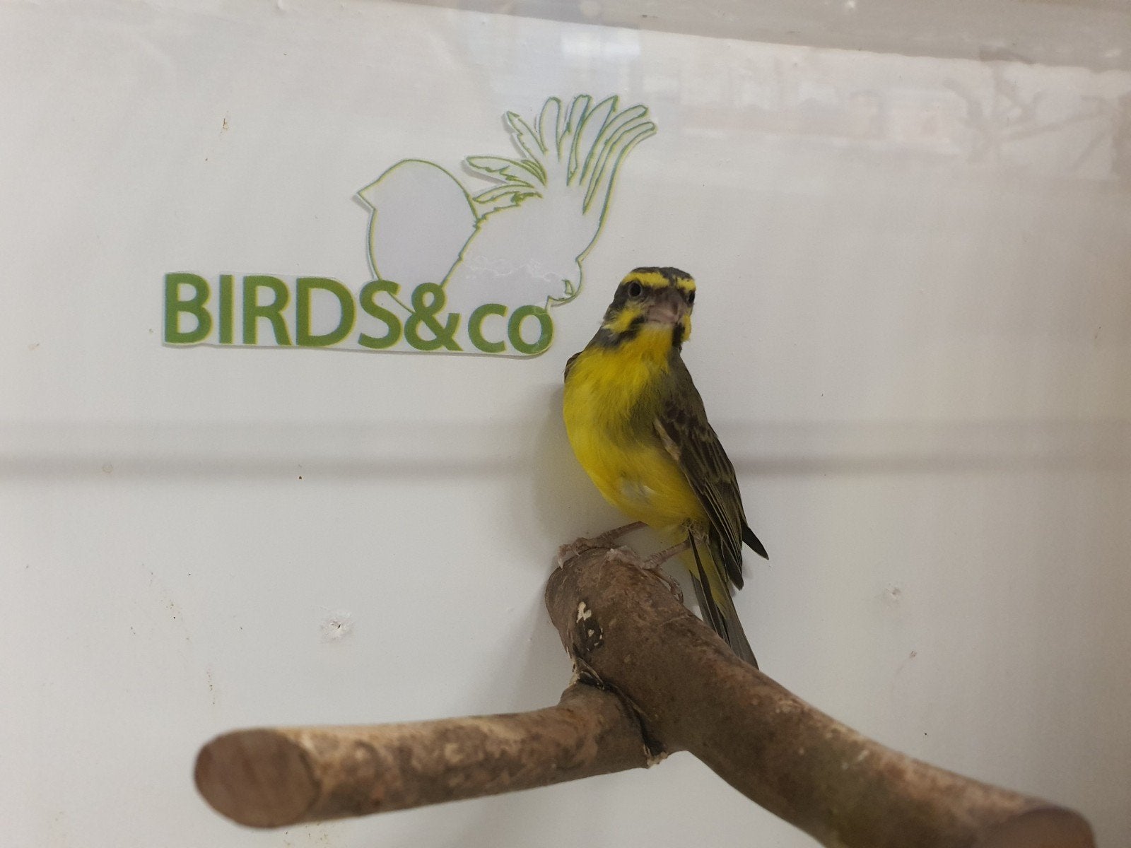 mooie koppels Mozambiquesijsen beschikbaar., Meerdere dieren, Tropenvogel