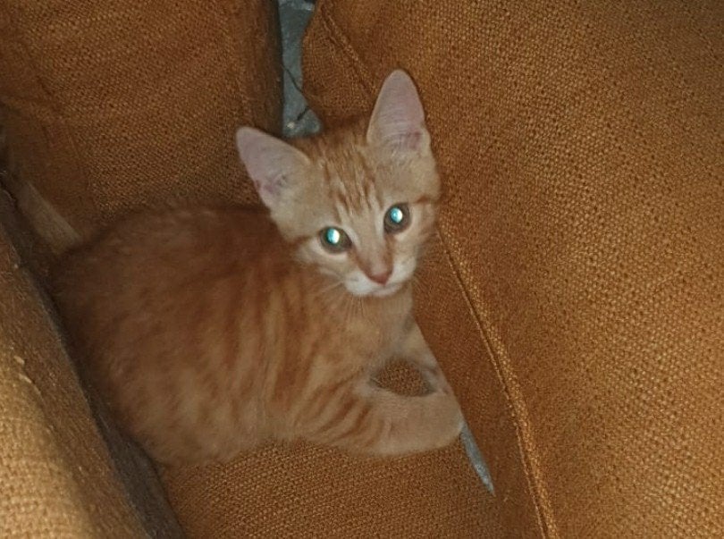 Kittens 9 weken mogen het nest per direct verlaten, Meerdere dieren, Kortharig, 0 tot 2 jaar