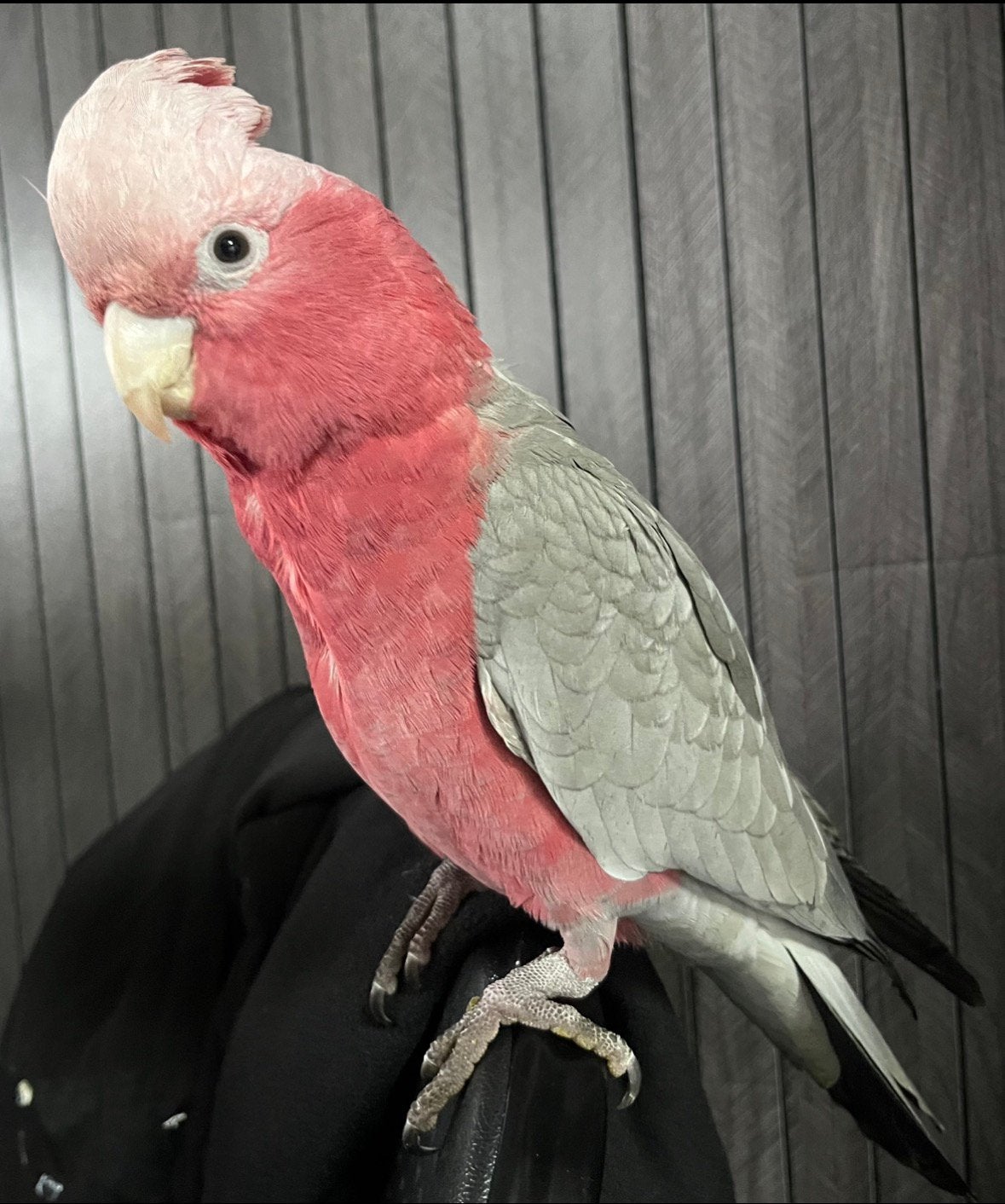 Mega handtamme lieve rose kaketoe te koop!, Mannelijk, Papegaai, Pratend