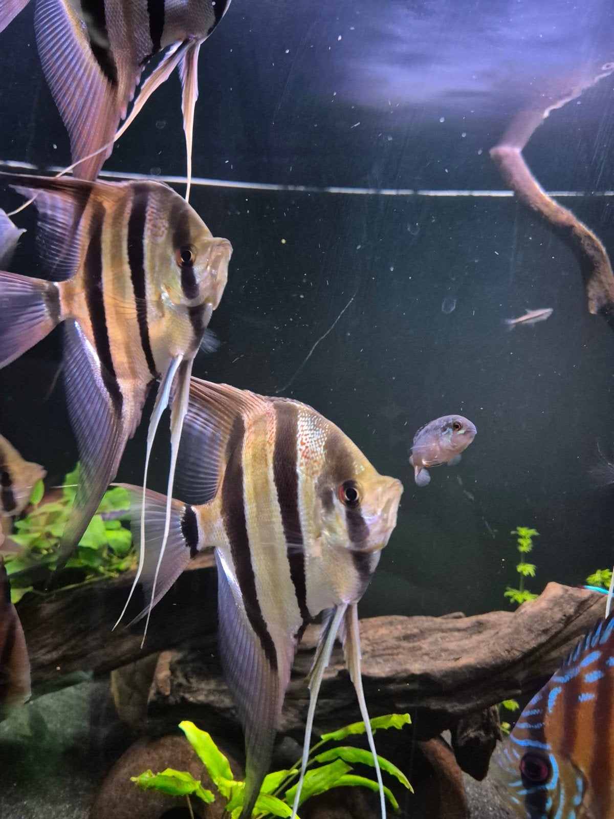 Altum Orinico, Dieren en Toebehoren, Vissen | Aquariumvissen, Vis