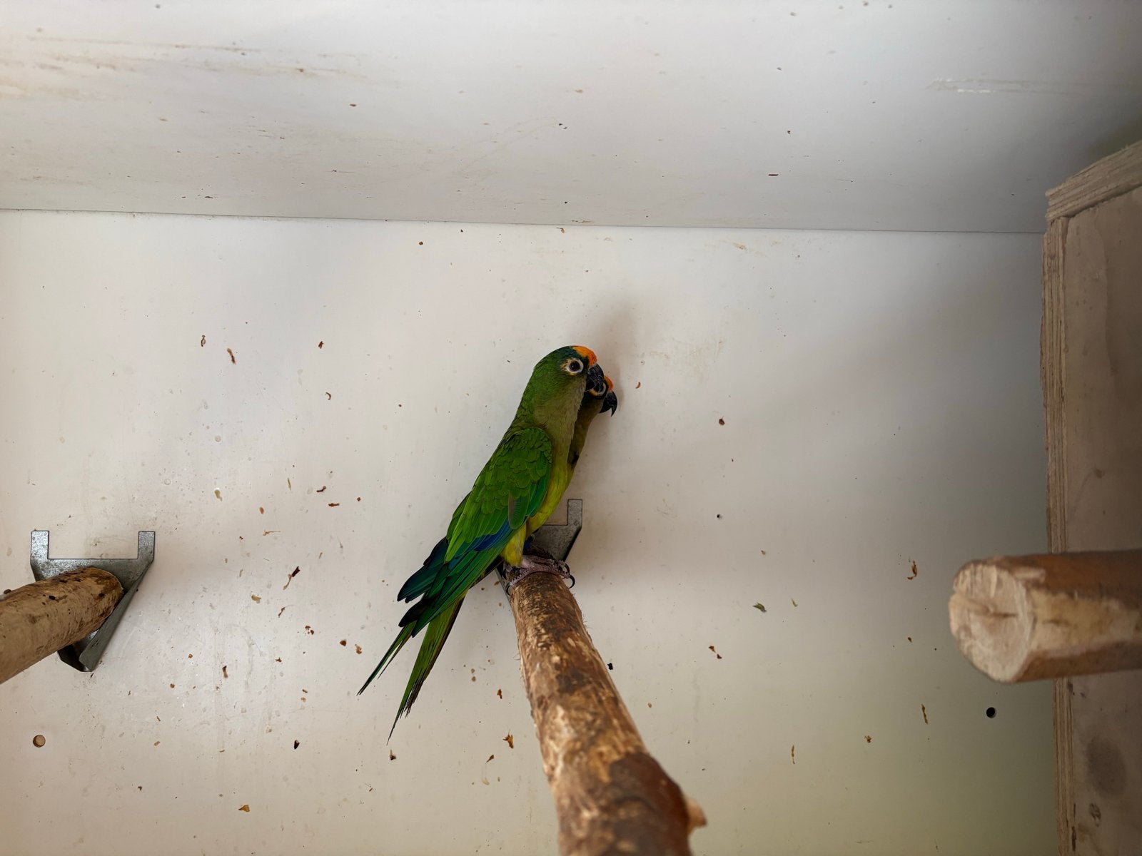 Goudvoorhoordparkieten koppel, Meerdere dieren, Parkiet