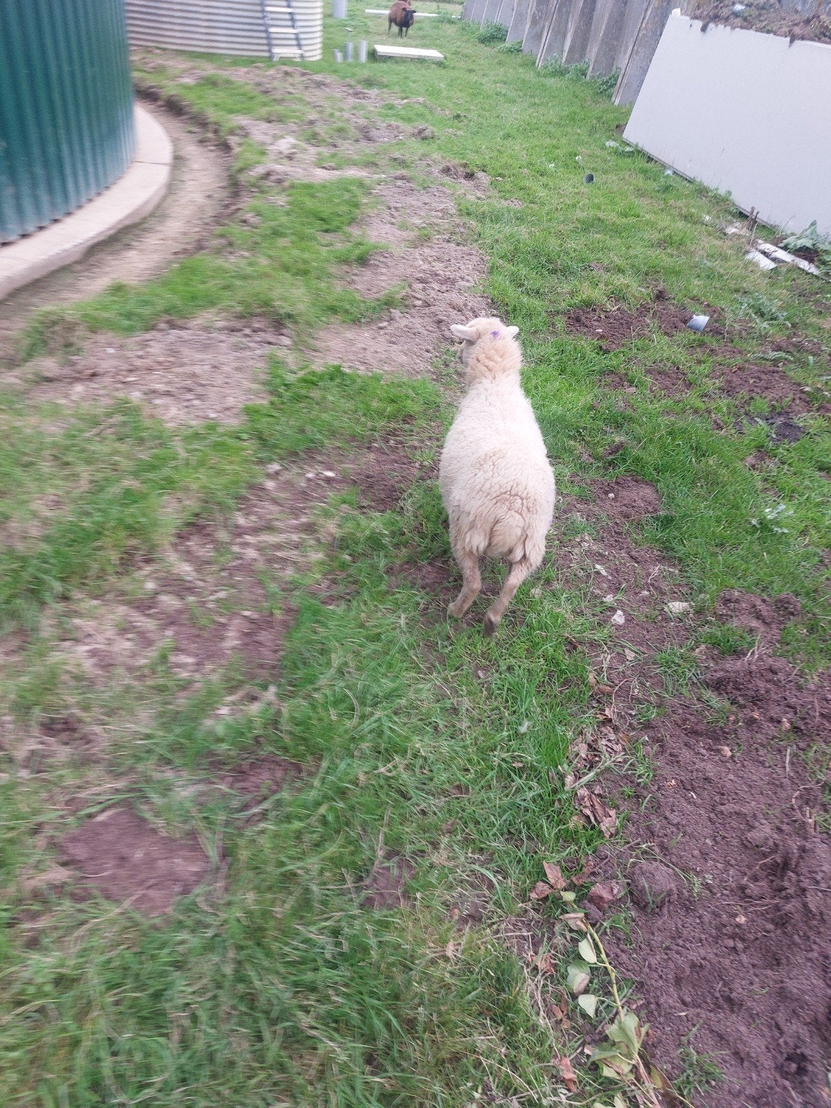 Te Koop Qoessant Ooien, Vrouwelijk, Schaap