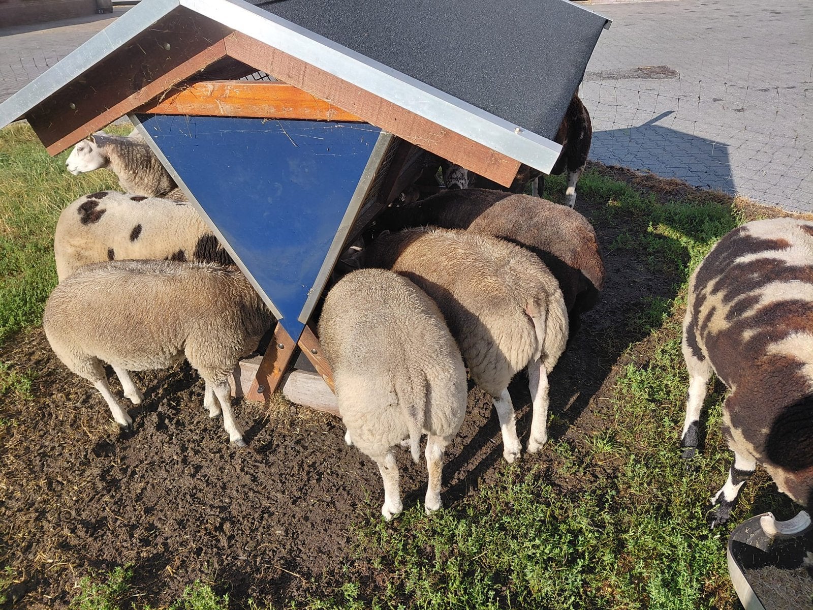 6 blauwe texelaars rammen, Mannelijk, Schaap, 0 tot 2 jaar