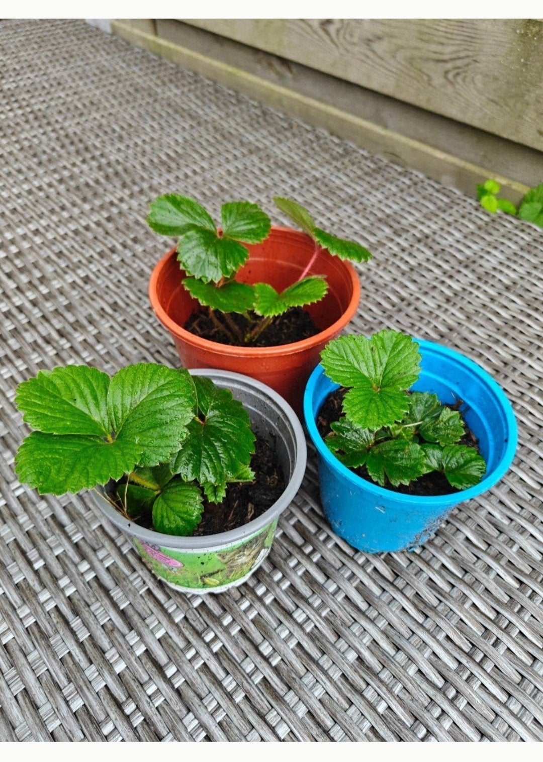 witte aarbei stekjes / pineberry stekjes / ananas aarbei, Overige soorten, Volle zon, Vaste plant, Ophalen of Verzenden
