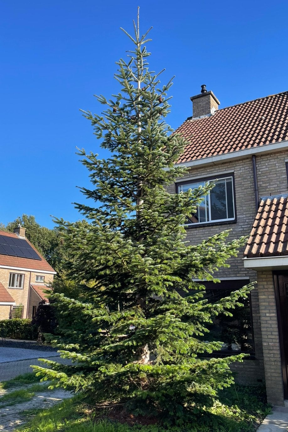 Mooie spar van ca. 7 meter – kerstboom of voor de tuin, Ophalen, Halfschaduw, Overige soorten, Lente