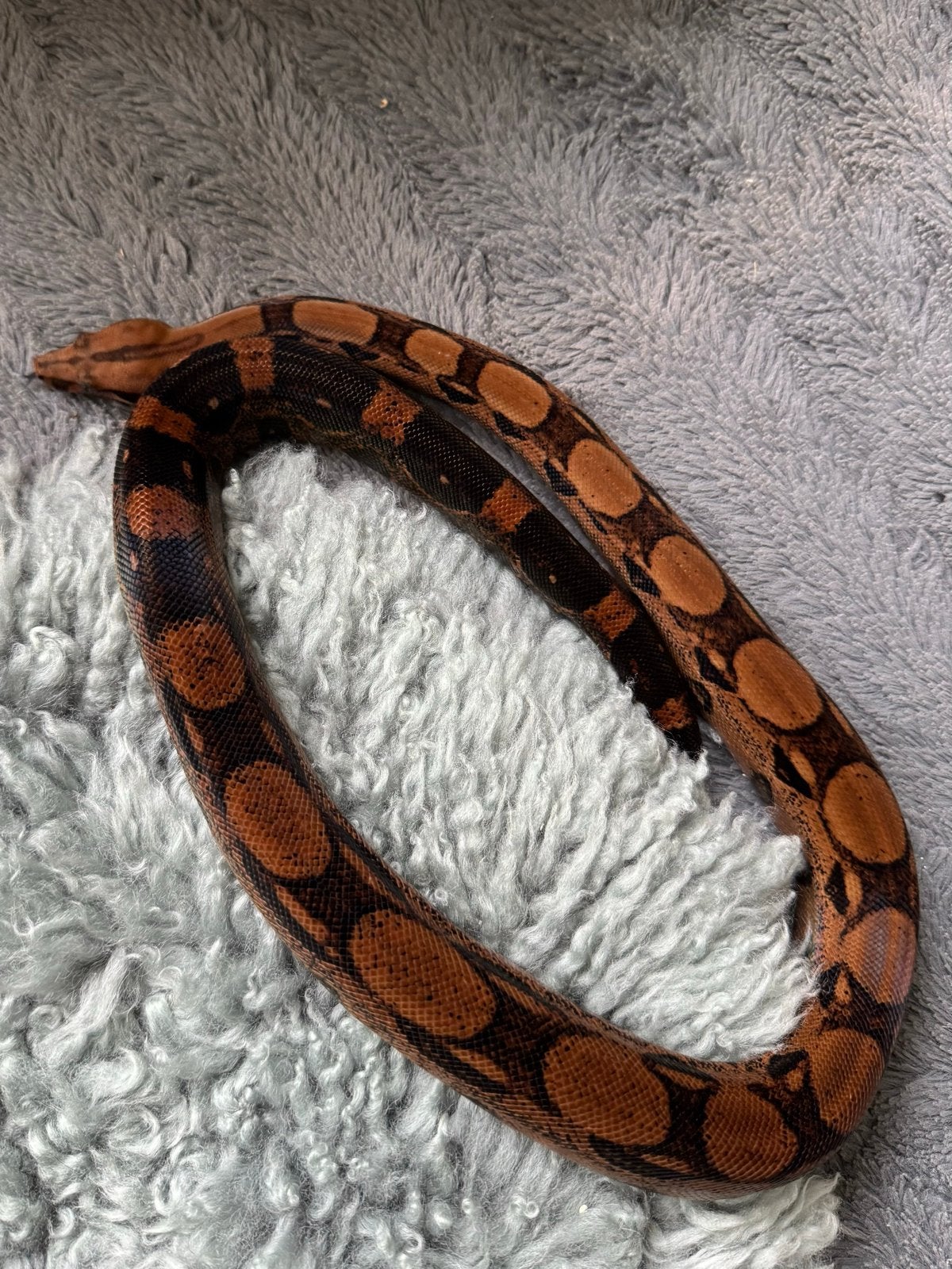 Boa Imperator  0.1 Blood het Red Dragon 2024 Boa Constrictor - female for sale from Qmi