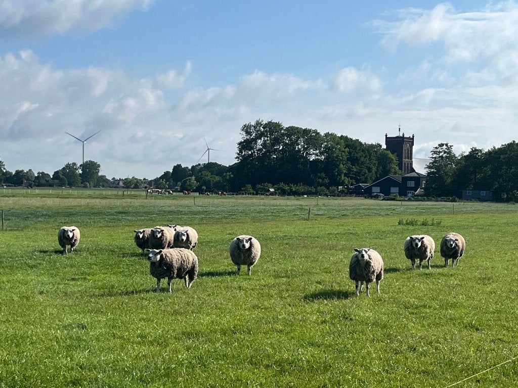 Texelaar dekrammen met hoge index voor Wormresistentie, Dieren en Toebehoren, Schapen, Geiten en Varkens, Schaap, Mannelijk