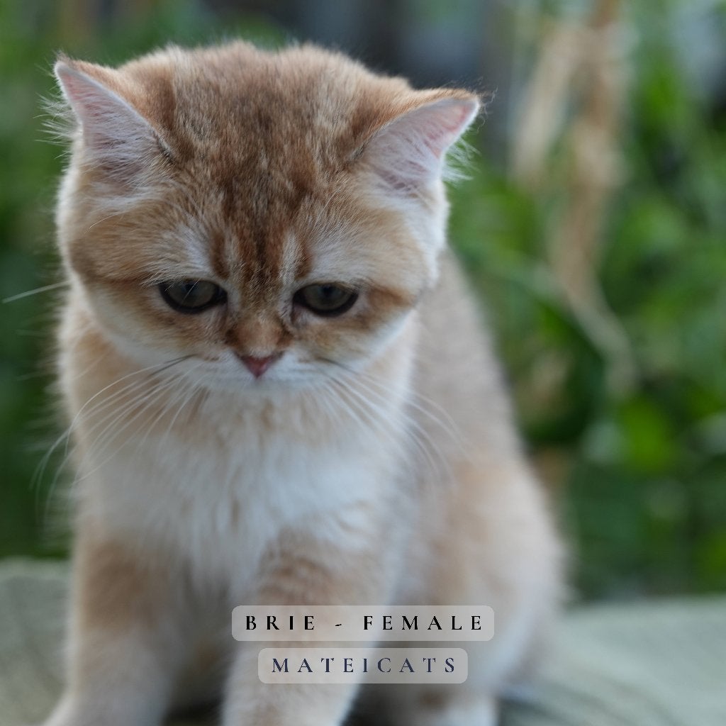 British Shorthair Black Golden + Point, Meerdere dieren, Met stamboom, 0 tot 2 jaar