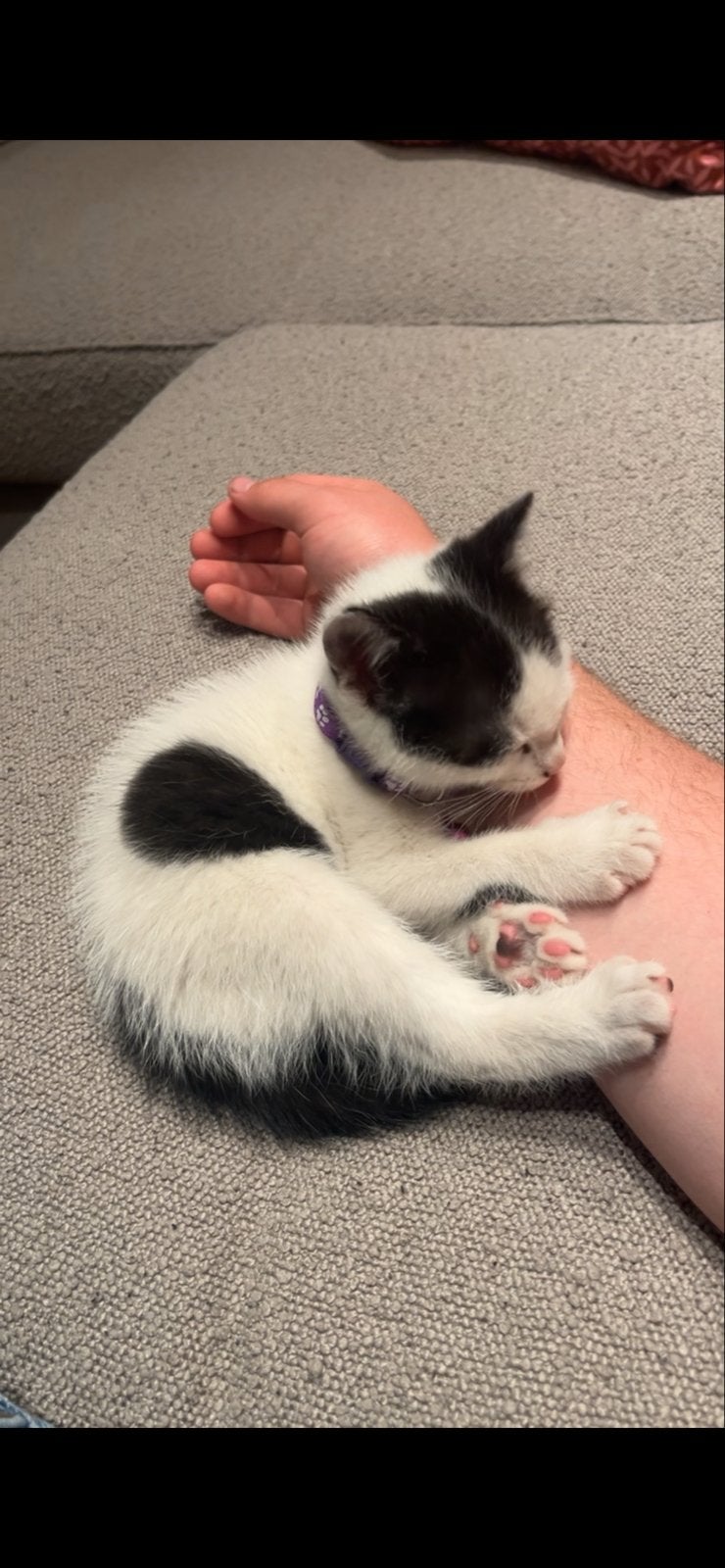 Kitten, Kater