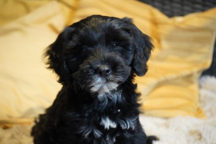 Medium kruising tibetaanse terrier - labradoodle pups., Nederland, Overige rassen, 8 tot 15 weken, CDV (hondenziekte)