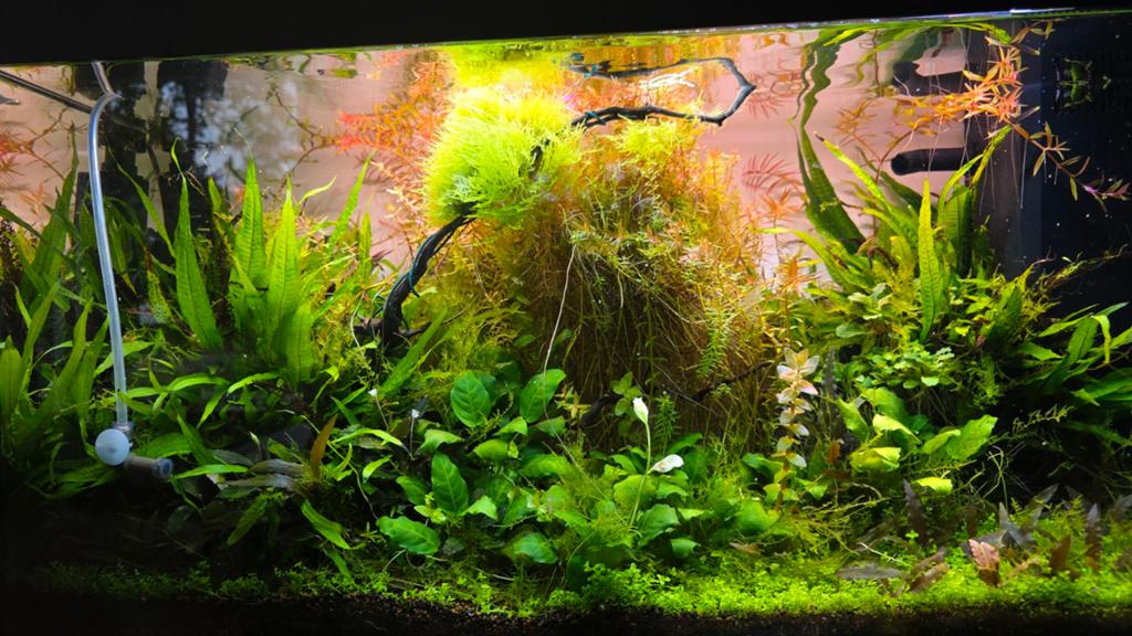 Aquarium Juwel rio 125 met inhoud, Ophalen, Gevuld zoetwateraquarium