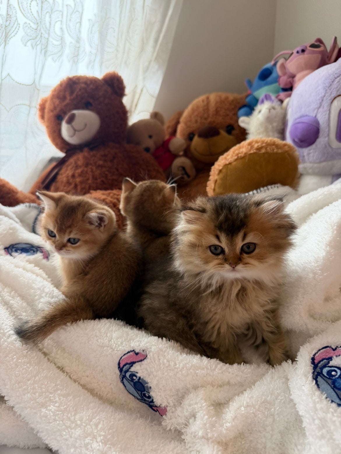 Britse Korthaar Golden Shaded kittens, Meerdere dieren, Ontwormd