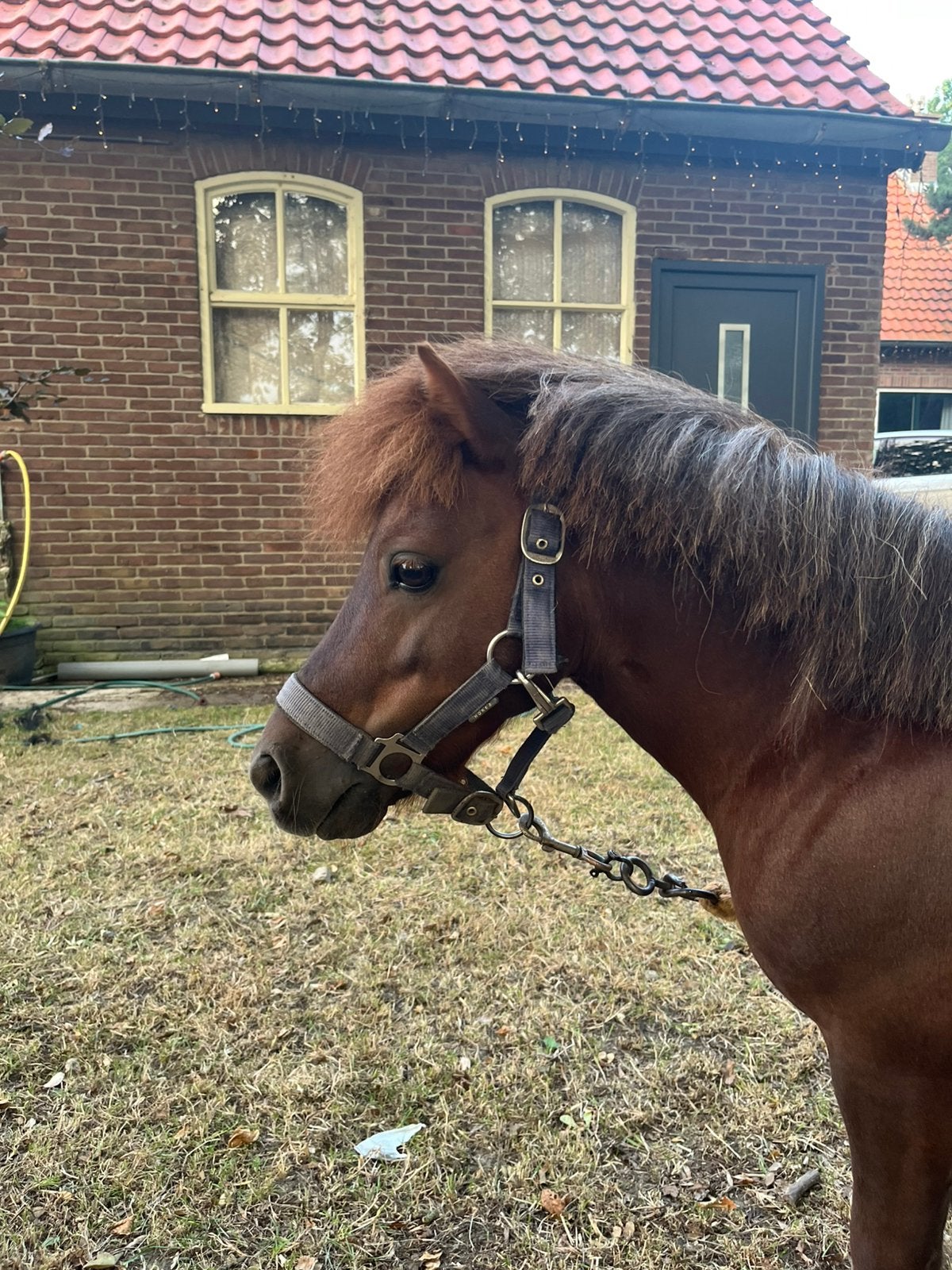 Shetlander Hengst, Dieren en Toebehoren, Pony's, Hengst, Niet van toepassing, A pony (tot 1.17m), Recreatiepony, 7 tot 10 jaar