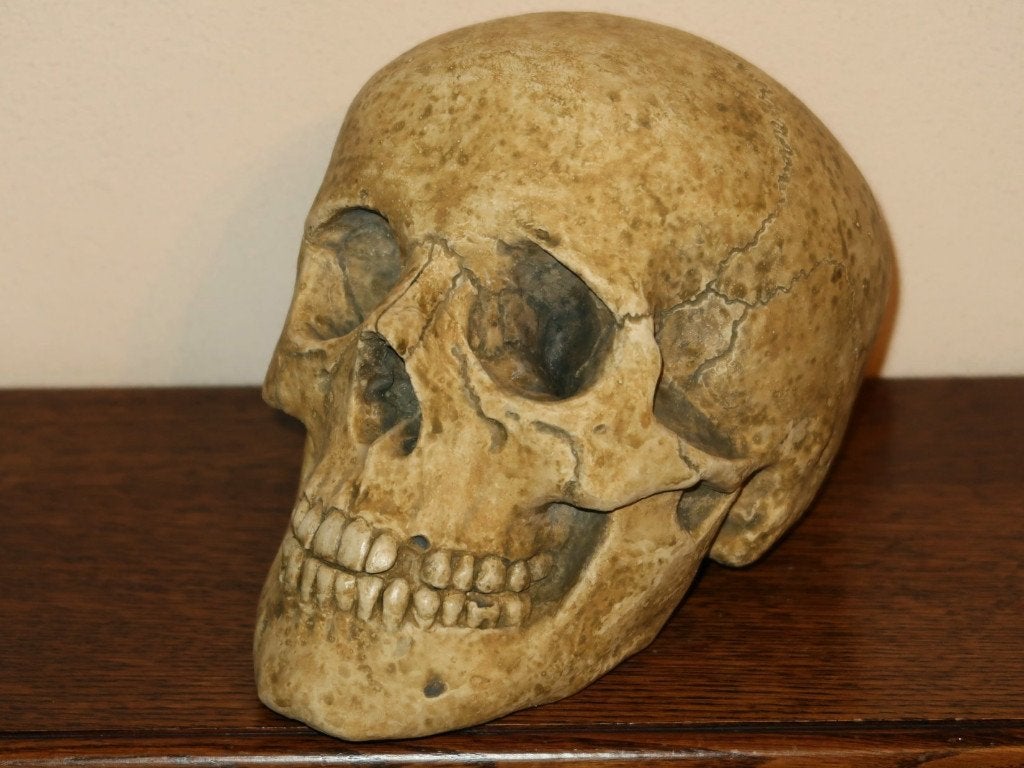 REPLICA volledige Schedel mens complete menselijke skull #22, Ophalen of Verzenden