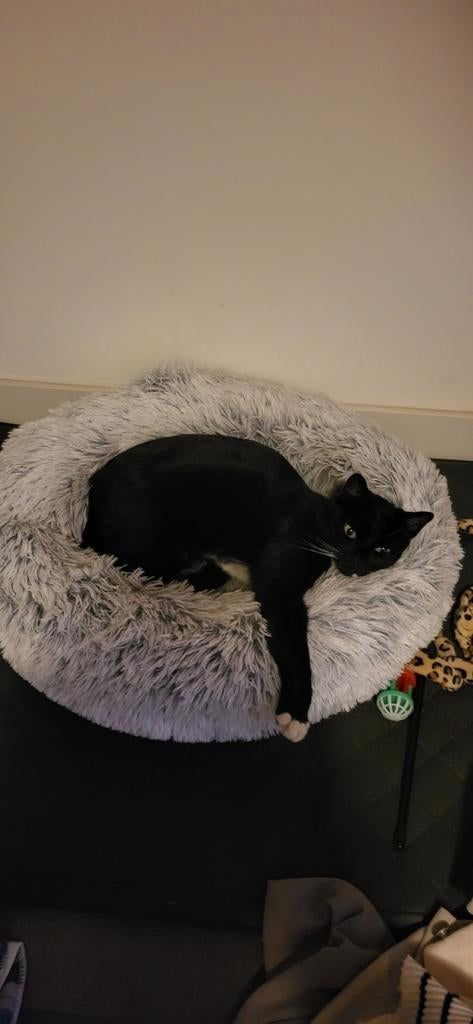 Kater ca 6 jaar oud, Kater, Kortharig, 6 jaar of ouder