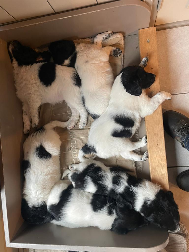 Hele vrolijke Friese Stabij X Border Collie pups, Parvo, 8 tot 15 weken, Meerdere, Meerdere dieren