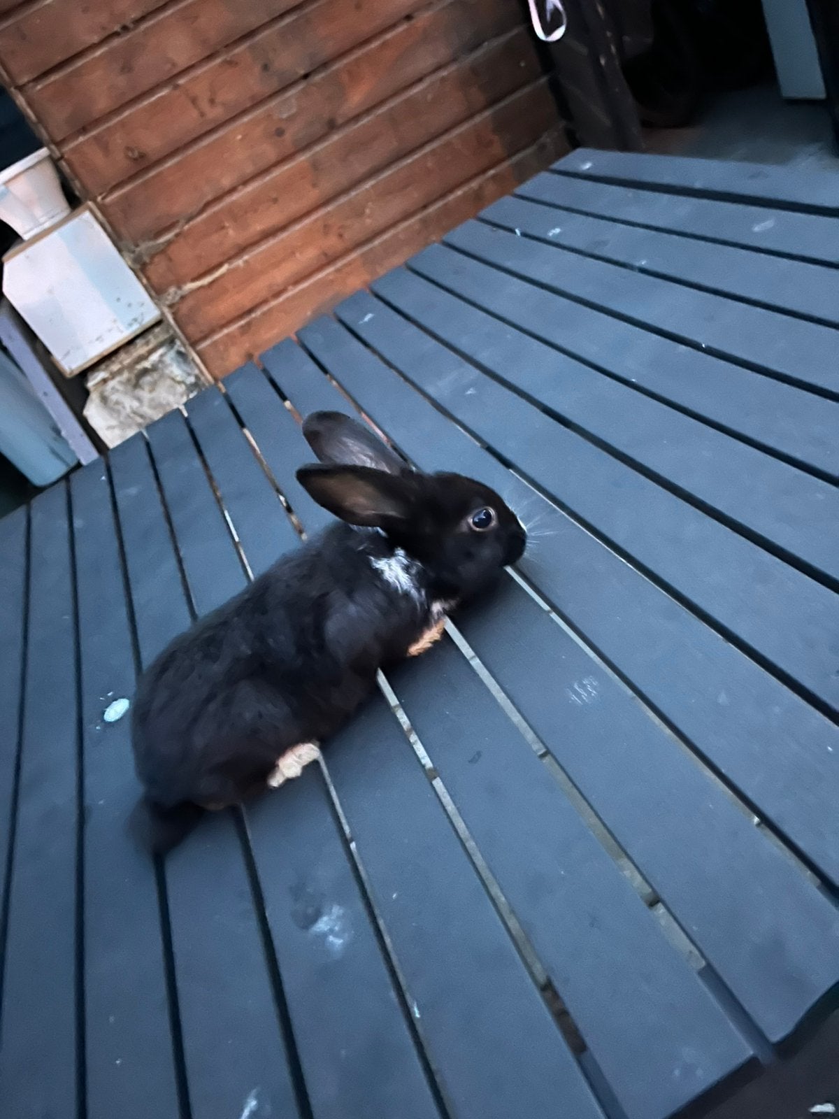 Jonge konijnen, Dieren en Toebehoren, Konijnen, Meerdere dieren, Groot