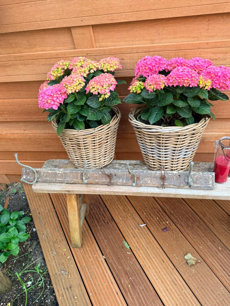 Antieke franse kapstok 88 cm met zes haken, Gebruikt, Minder dan 100 cm, Hout, Ophalen