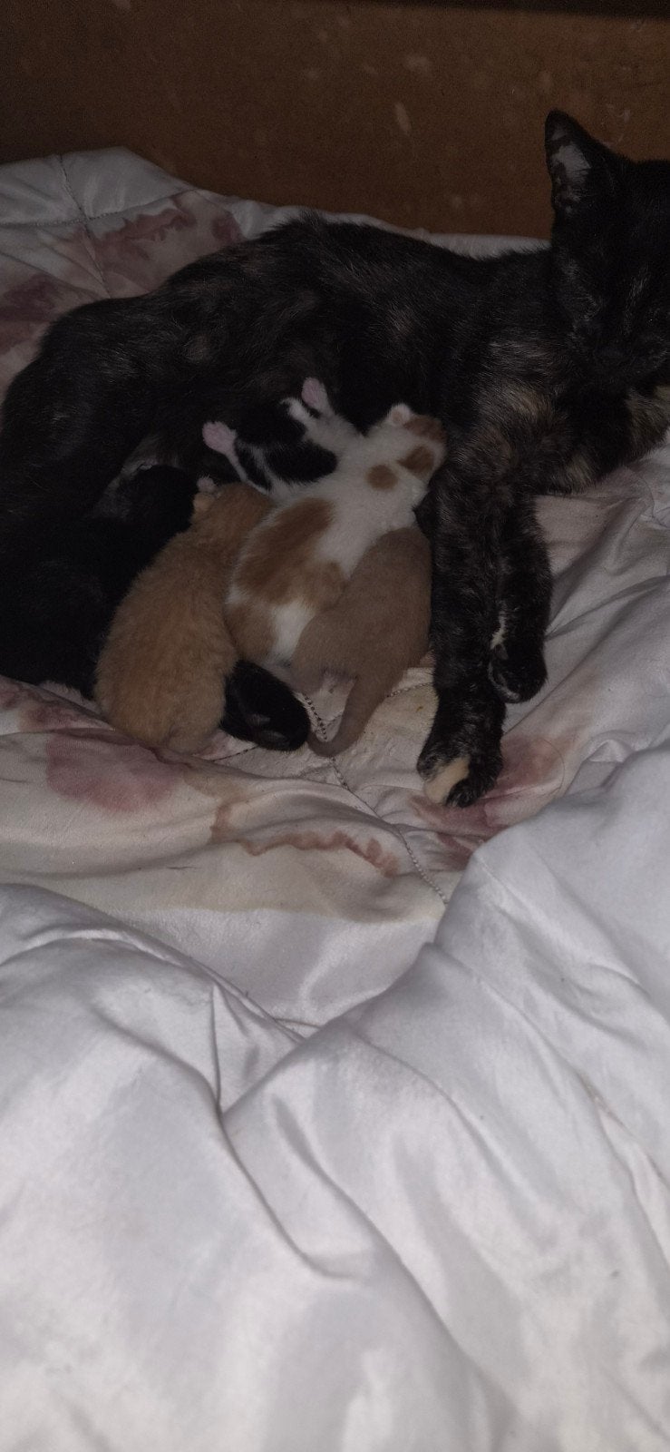 kittens, Geslacht onbekend, Kortharig, 0 tot 2 jaar