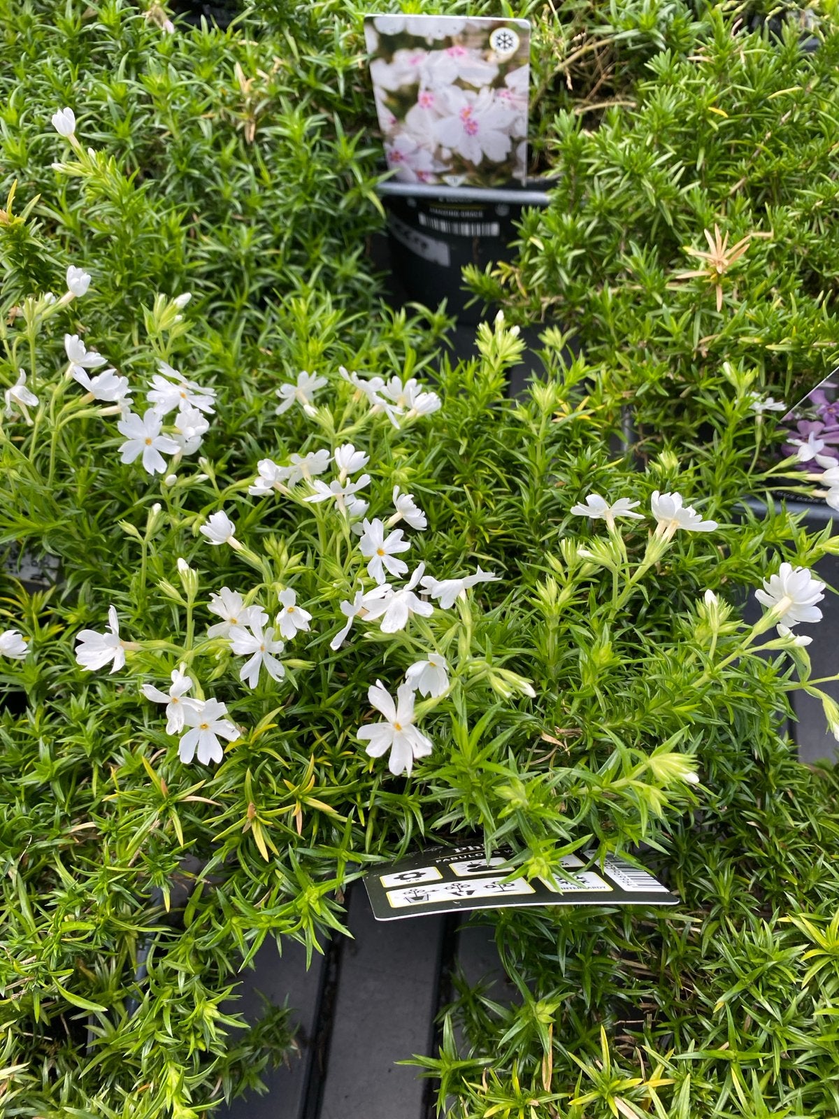 Phlox - Vaste plant voor tuin en balkon, Volle zon, Vaste plant, Zomer, Ophalen