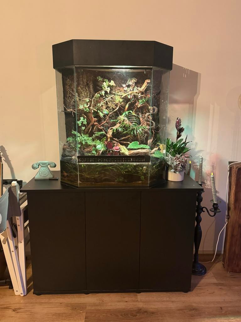 Wimper gekko + paludarium + kast, Overige soorten, Met terrarium, 7 tot 10 jaar