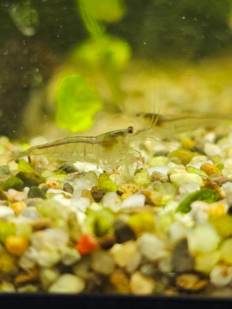 Neocaridina garnalen wildkleur, aquarium garnalen, Kreeft, Krab of Garnaal, Zoetwatervis, Schoolvis
