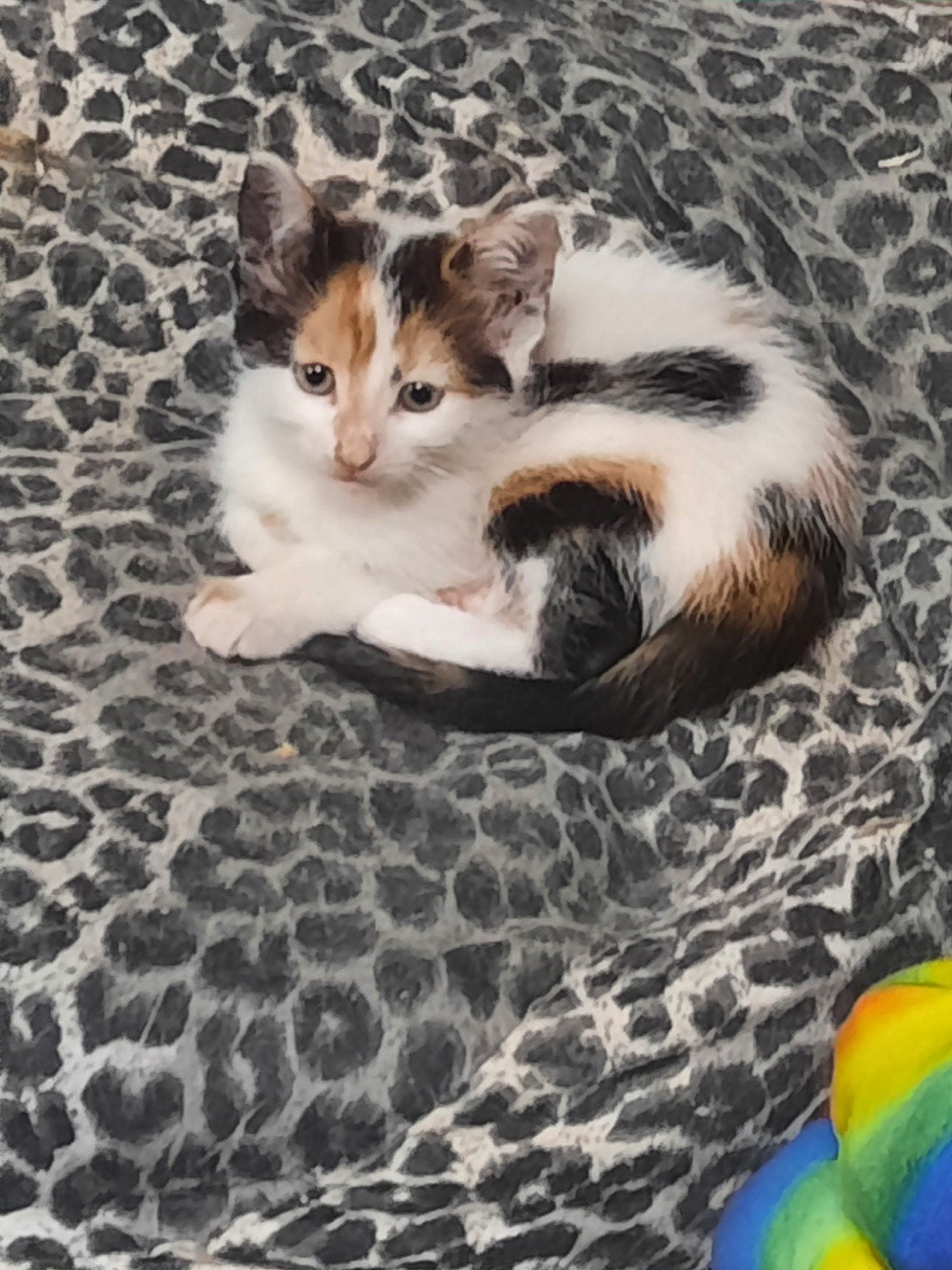 Lapjes kitten boerderij kitten, Meerdere dieren, 0 tot 2 jaar