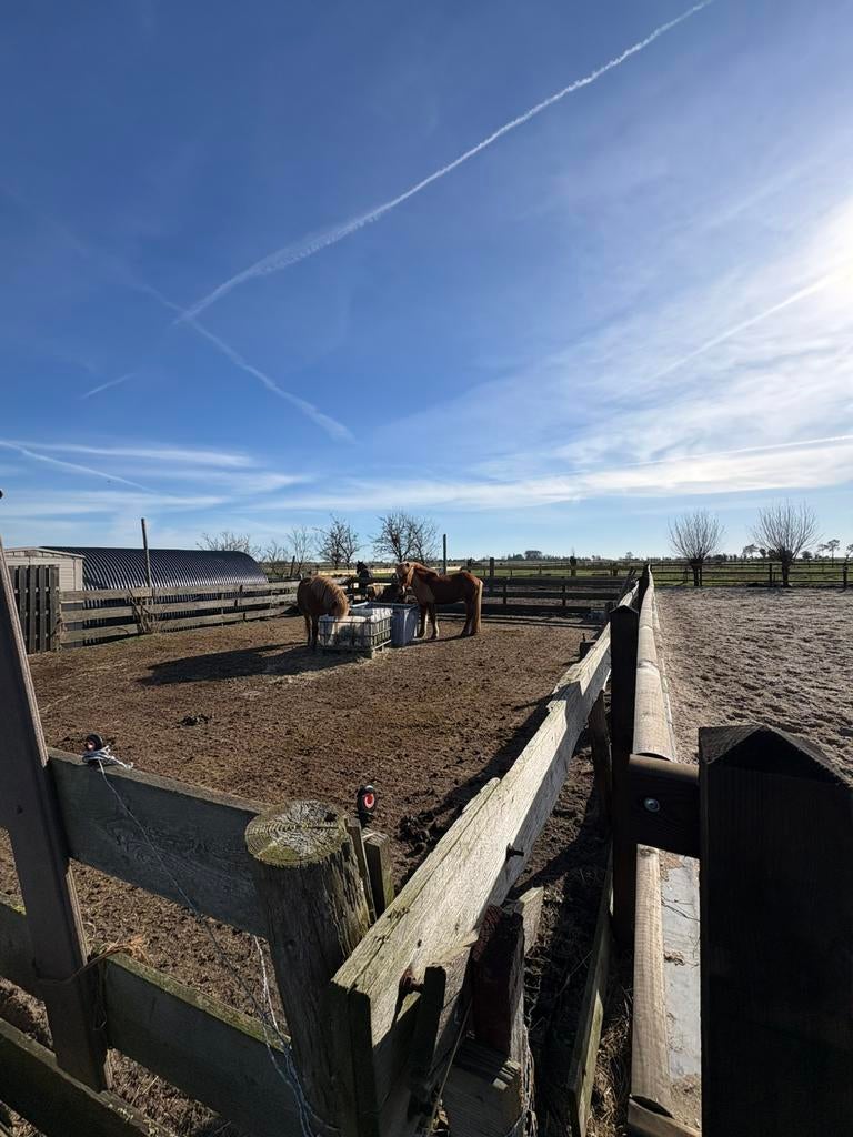Paddock plekje voor Ijslandse ruin beschikbaar, Stalling, 1 paard of pony