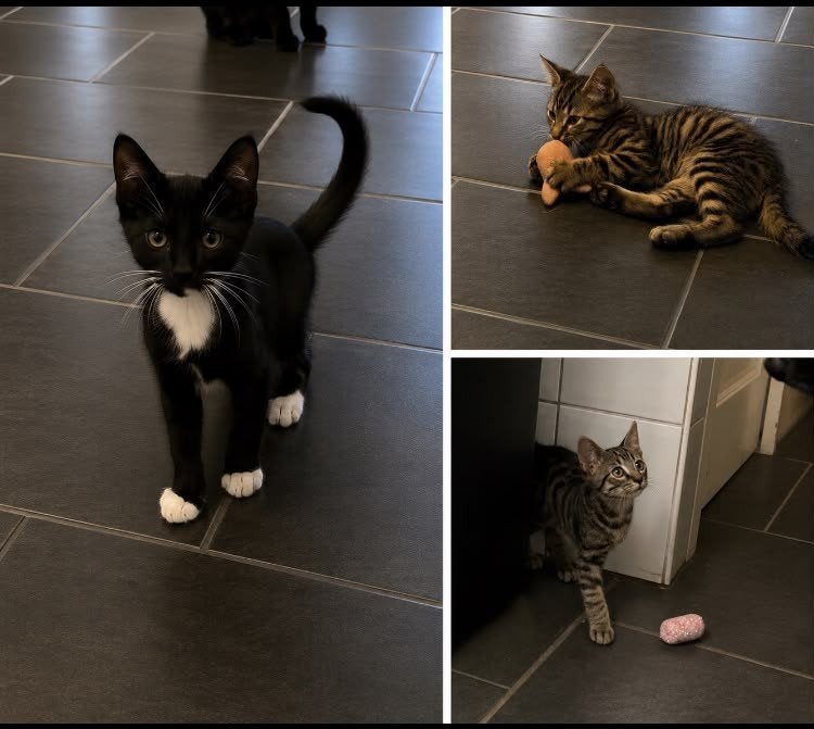 Leuke kittens te koop, Meerdere dieren