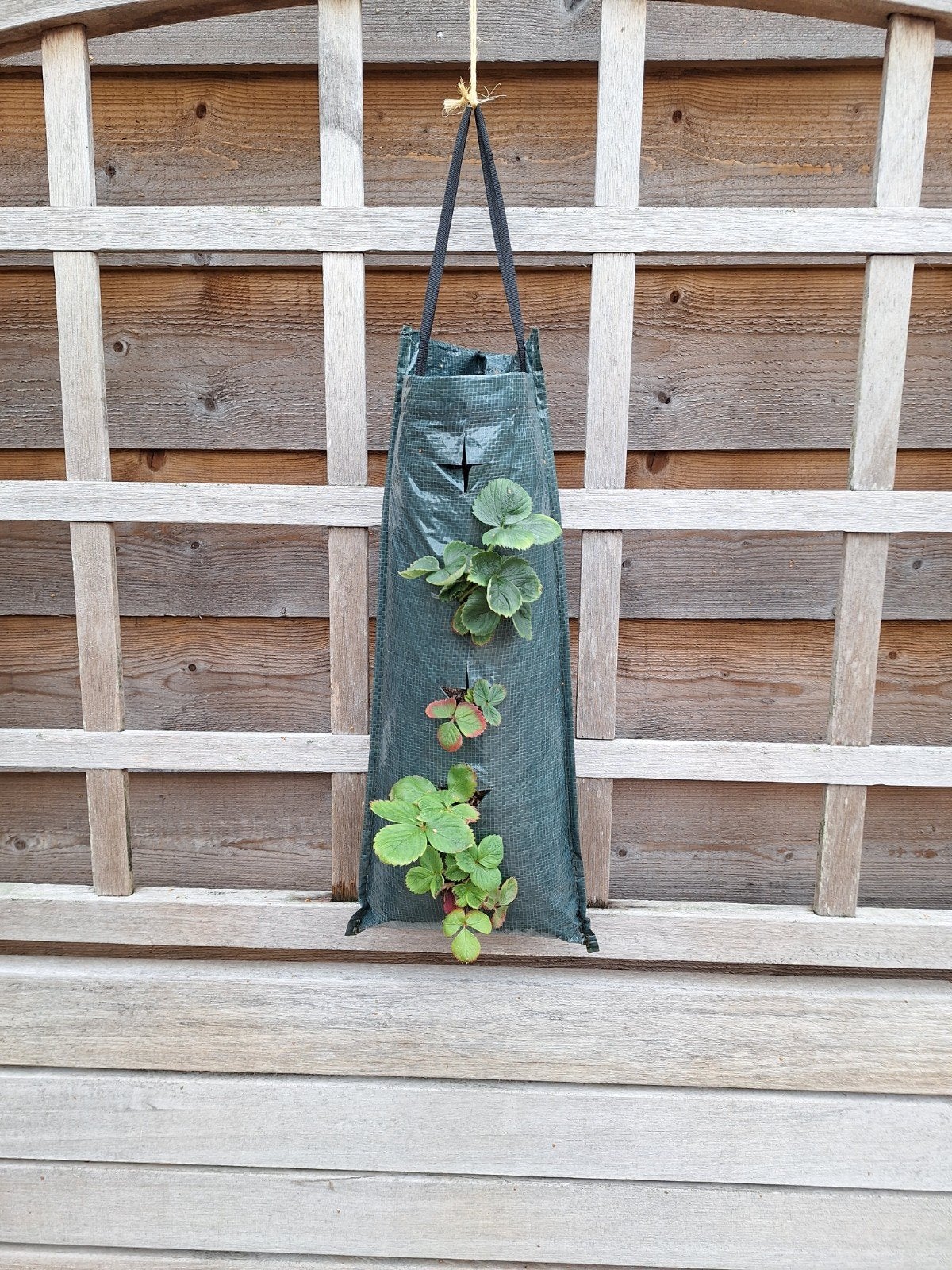 Hangende aardbeiplanten, Ophalen, Volle zon