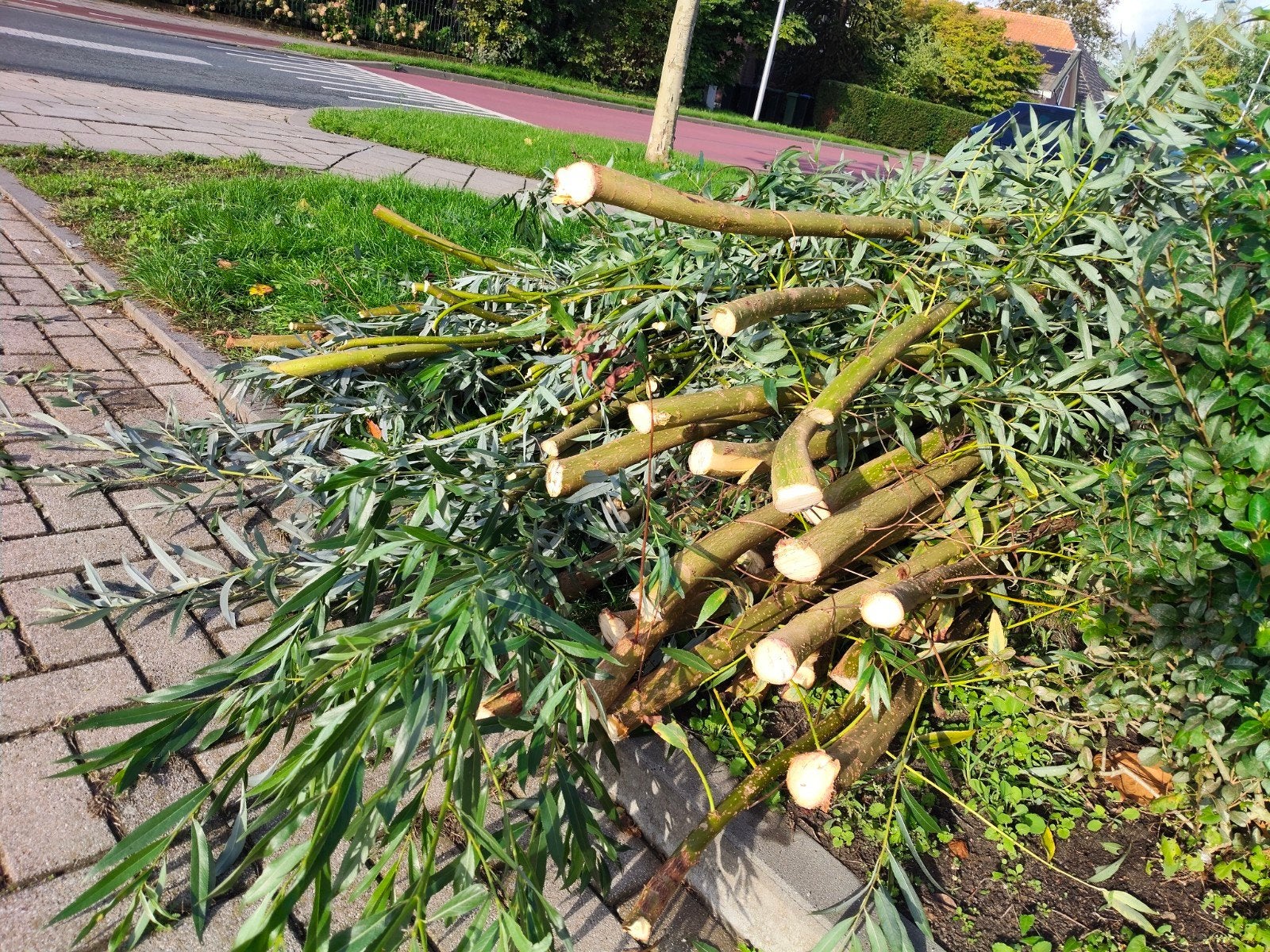 Vers gekapt Wilgen takken, Ophalen, Bloeit niet, Volle zon, Overige soorten