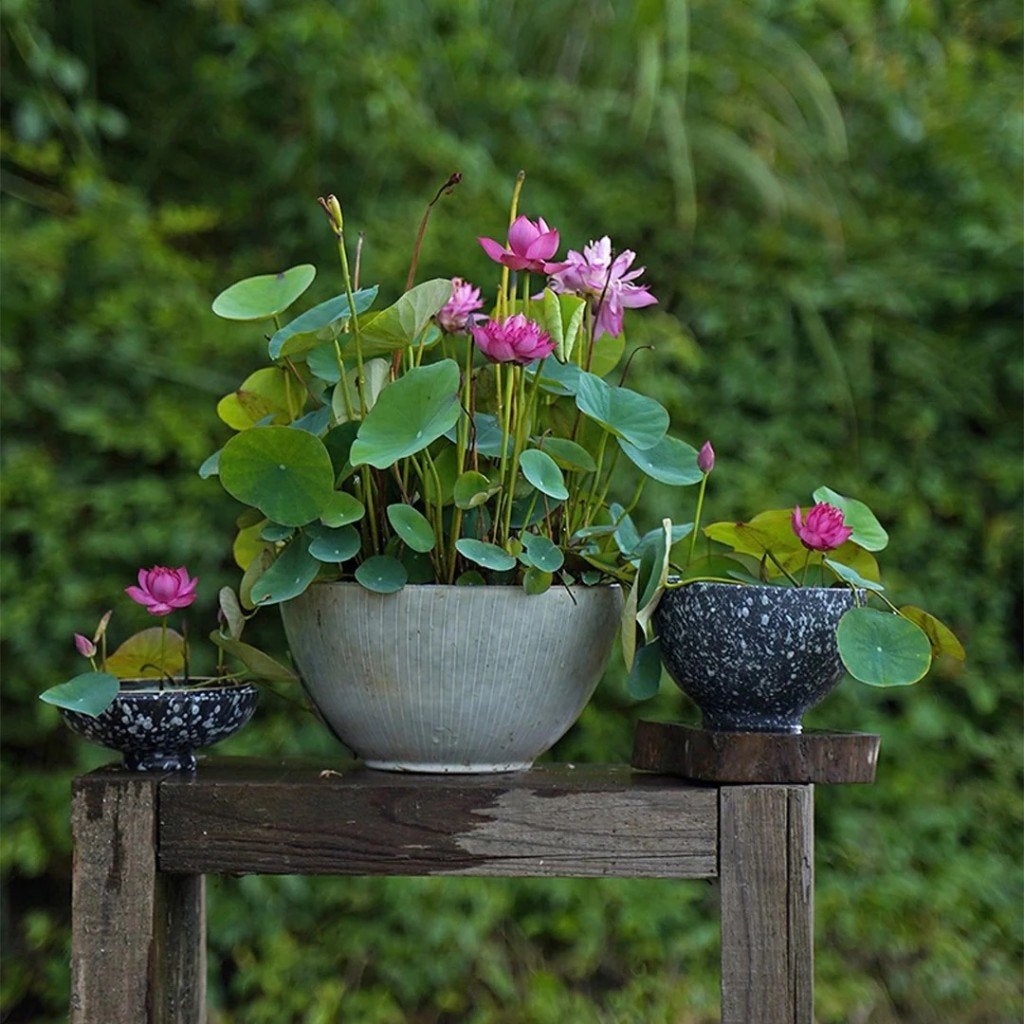 Lotus zaadjes, winterhard, Verzenden, Gehele jaar, Halfschaduw, Zaad