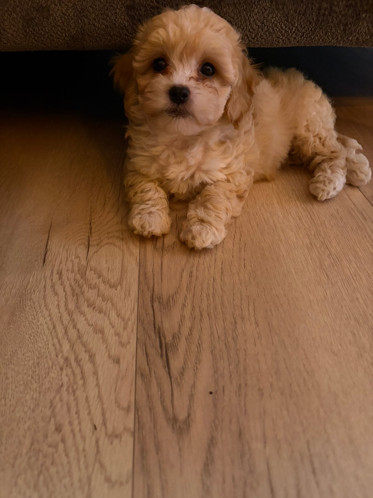 Kleinblijvende maltipoo pup, Dieren en Toebehoren, Overige rassen, CDV (hondenziekte), 8 tot 15 weken, Teef