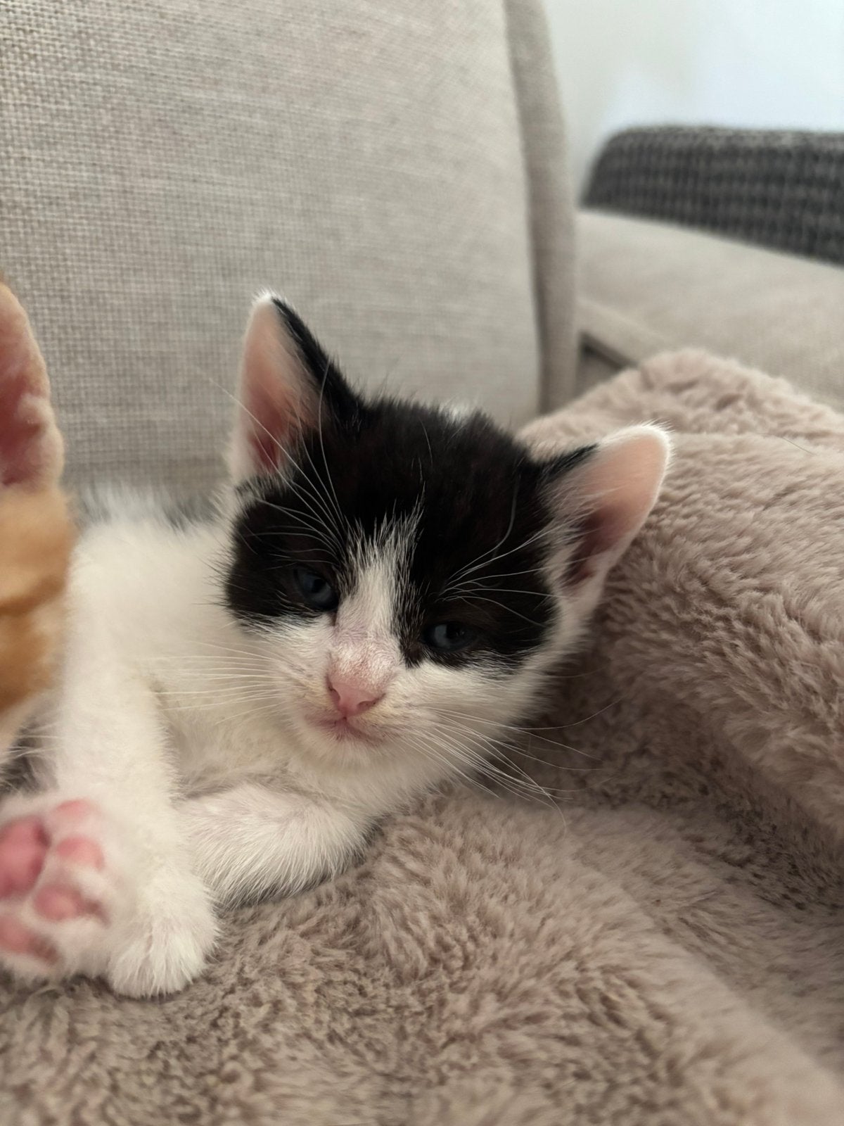 3 kittens mogen aankomende week naar een nieuw huis, Meerdere dieren, Kortharig, 0 tot 2 jaar