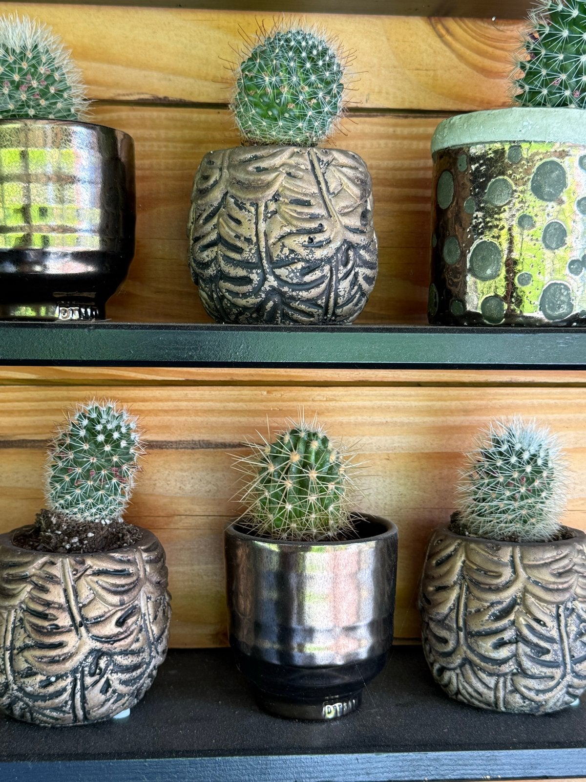 Set van 6 mini cactussen in decoratieve potjes, Ophalen