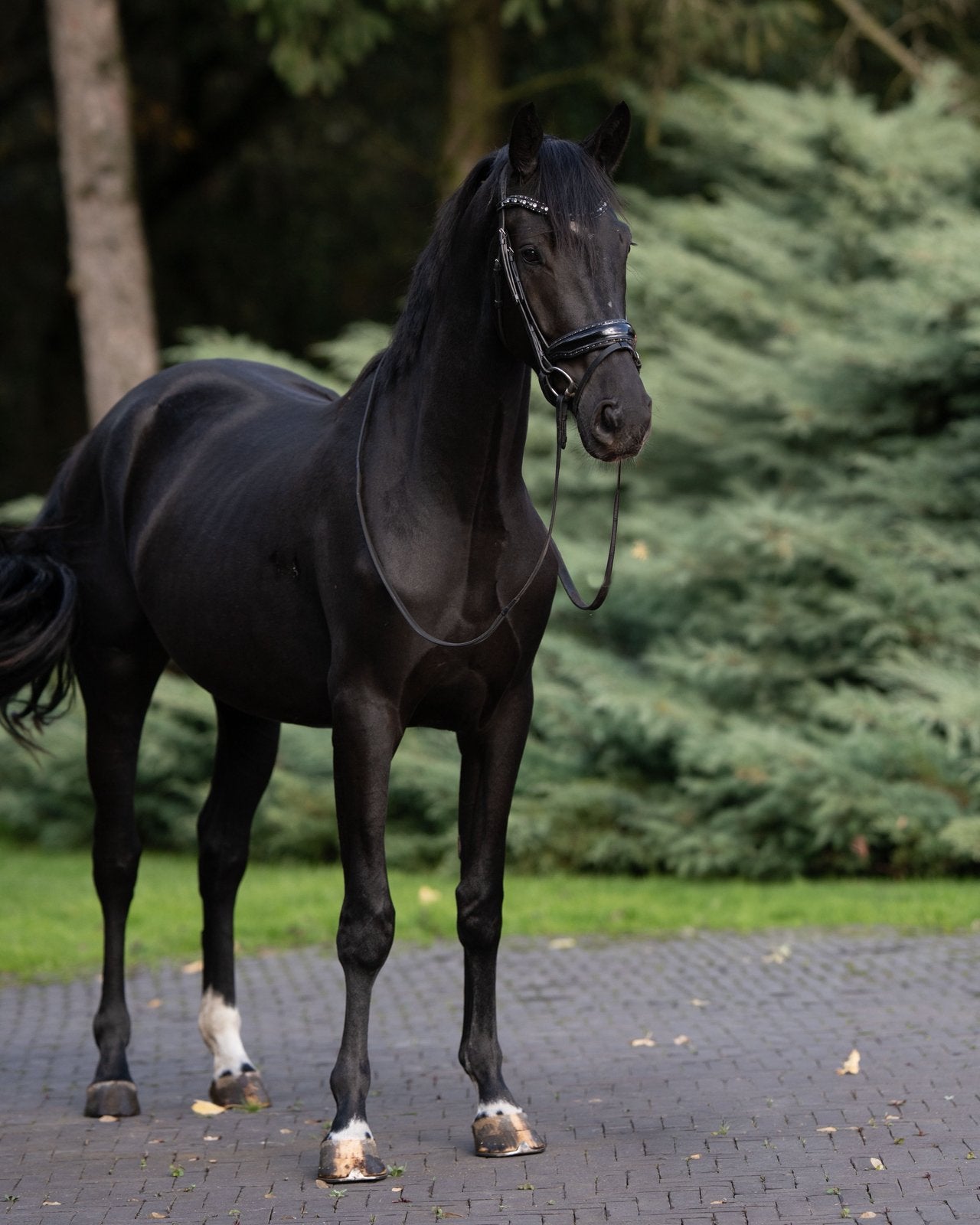 4 Jarige Ruin, Ruin, Zadelmak, Dressuurpaard, 3 tot 6 jaar