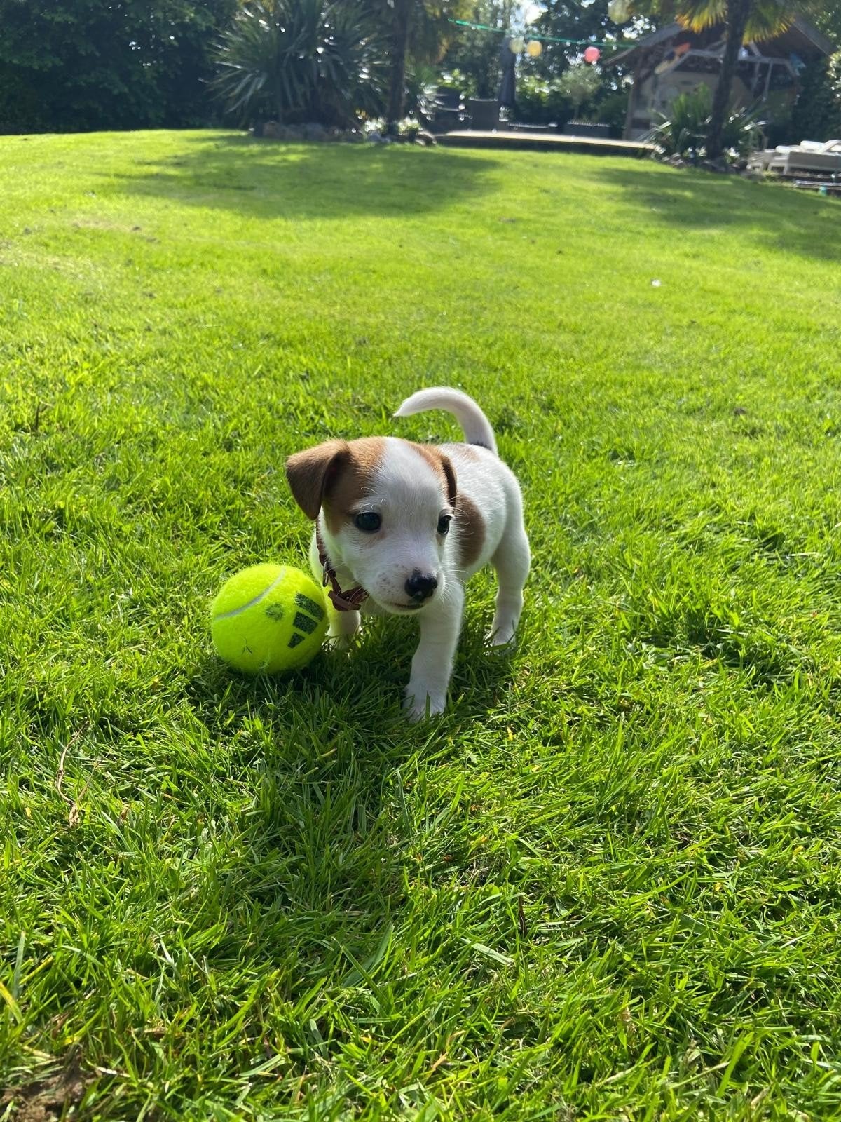 Jackrussel pups jack russel pups  jackrussel, Dieren en Toebehoren, Honden | Jack Russells en Terriërs, Jack Russell Terriër, 8 tot 15 weken