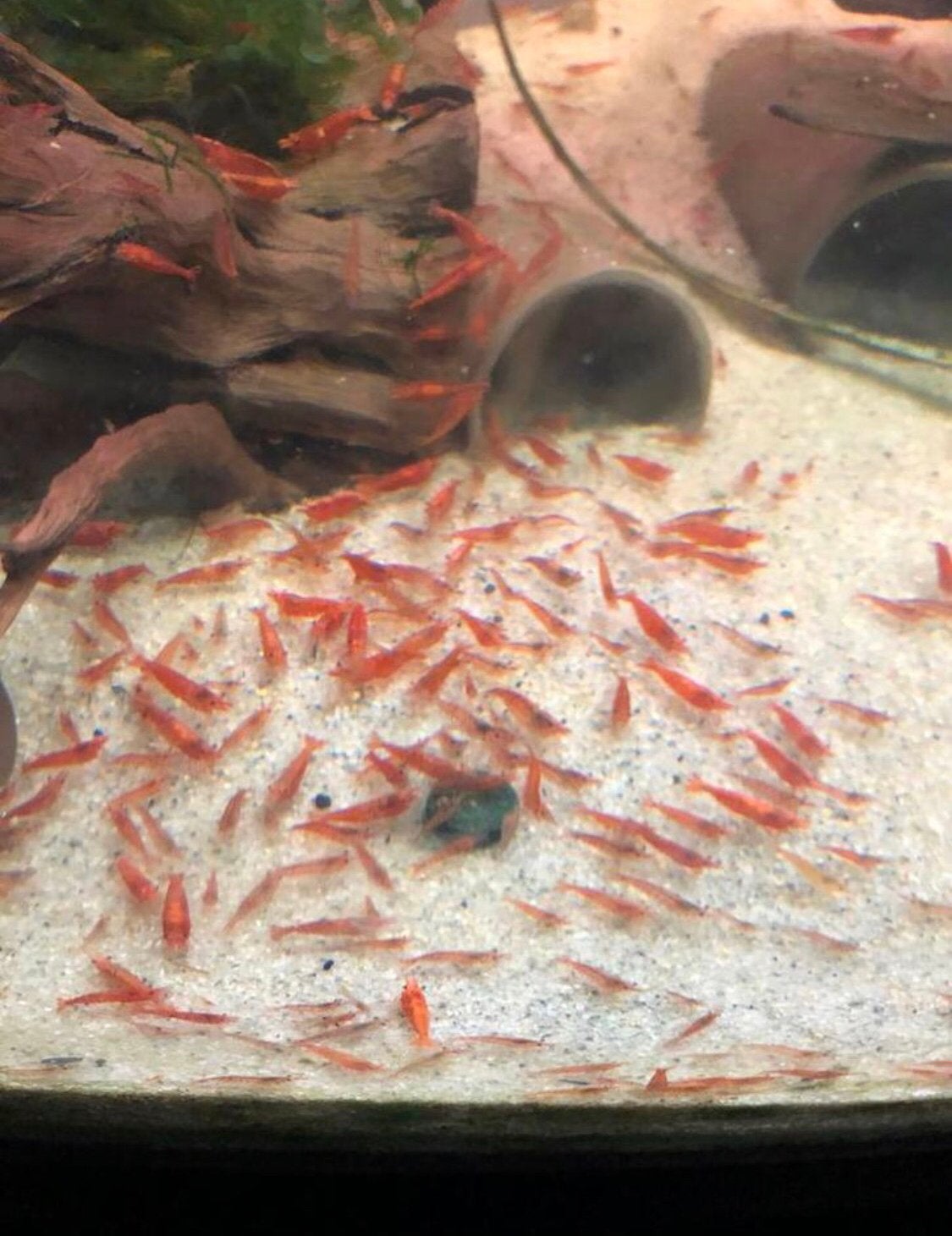 Vuurgarnalen - vuur garnaal - sherry shrimp, Dieren en Toebehoren, Kreeft, Krab of Garnaal, Zoetwatervis, Schoolvis